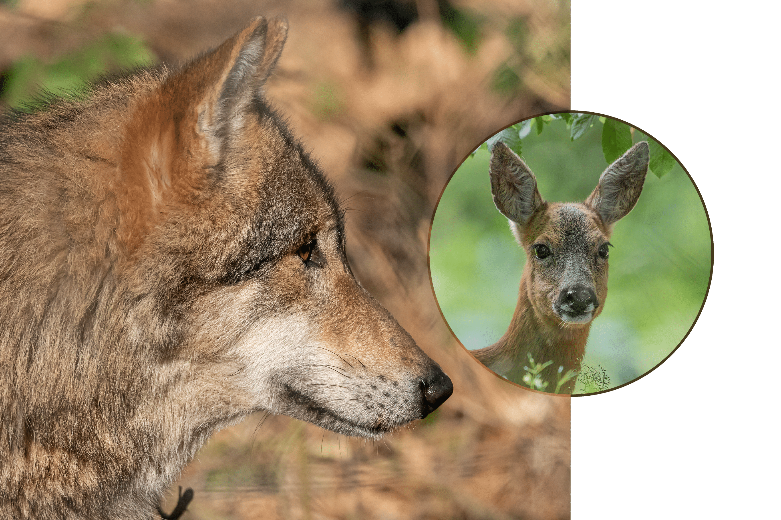 wildbrücke-wolf-und-reh Wildbrücke zeigt das Wildtier Wolf der ein Reh anschaut