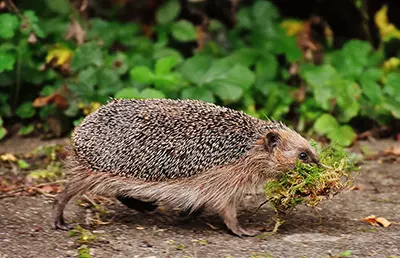 195188cke-zeigt-einen-laufenden-igel Wildbrücke zeigt einen Igel der mit Moos im Maul rennt