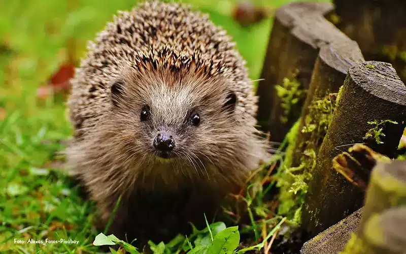 br195188cke-zeigt-einen-igel-im-gras Wildbrücke zeigt das Wildtier Igel im Gras
