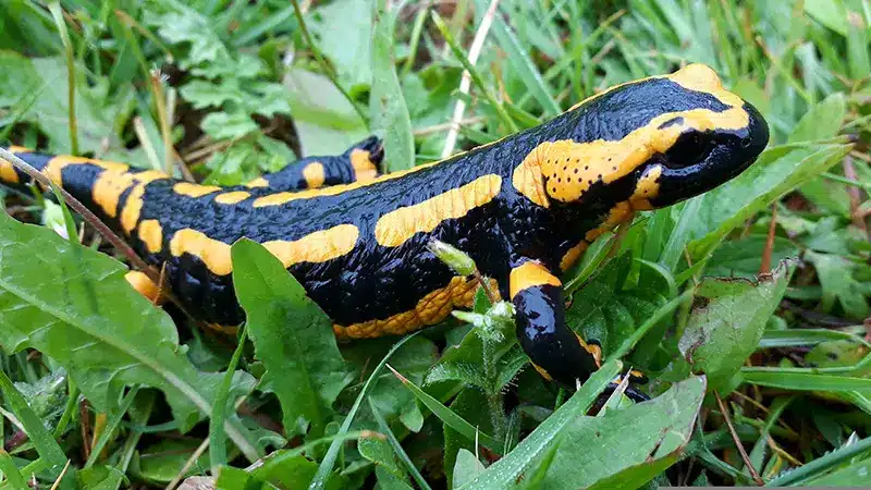dbruecke-zeigt-einen-feuersalamander Wildbrücke zeigt einen Feuersalamander, ein Wildtier das in Deutschland lebt