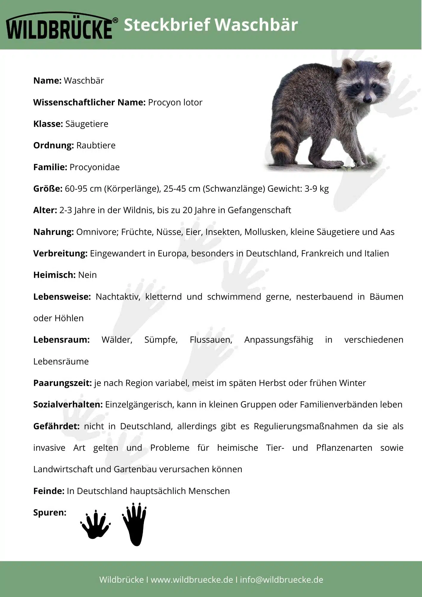 Wildbrücke für Wildtiere - Steckbrief Waschbär