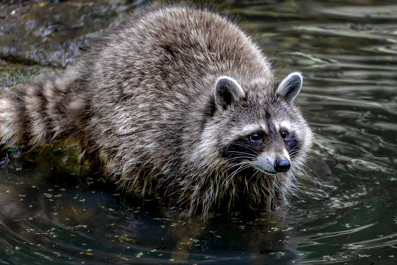 Wildbrücke zeigt das Wildtier Waschbär beim waschen