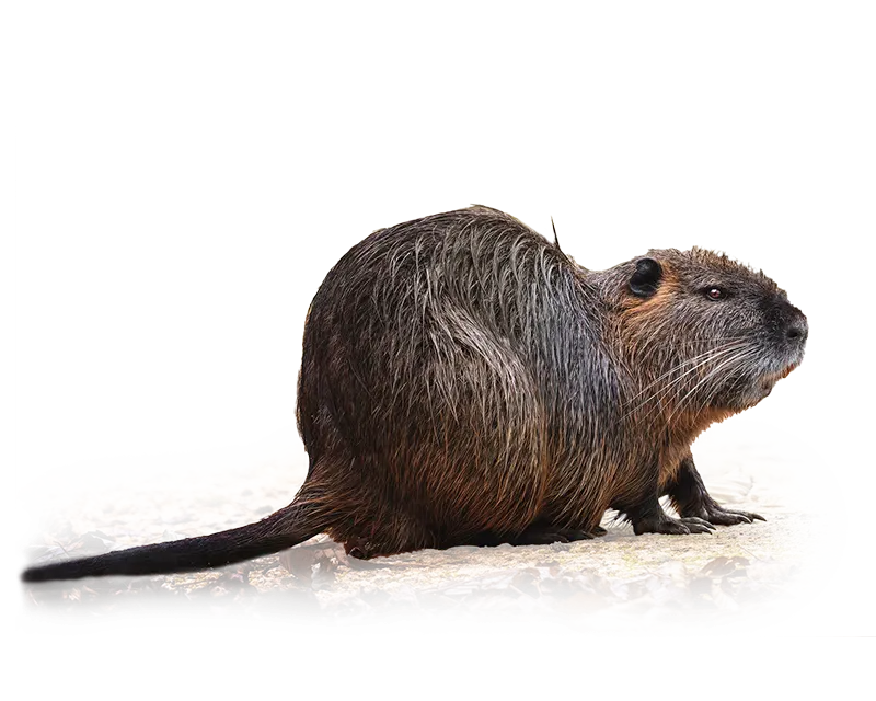 wildbruecke-zeigt-das-wildtier-nutria Wildbrücke zeigt das Wildtier Nutria