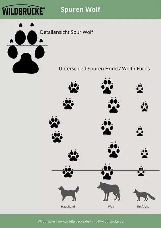 Wildbrücke zeigt die Spuren vom Wildtier Wolf, Fuchs und Haushund