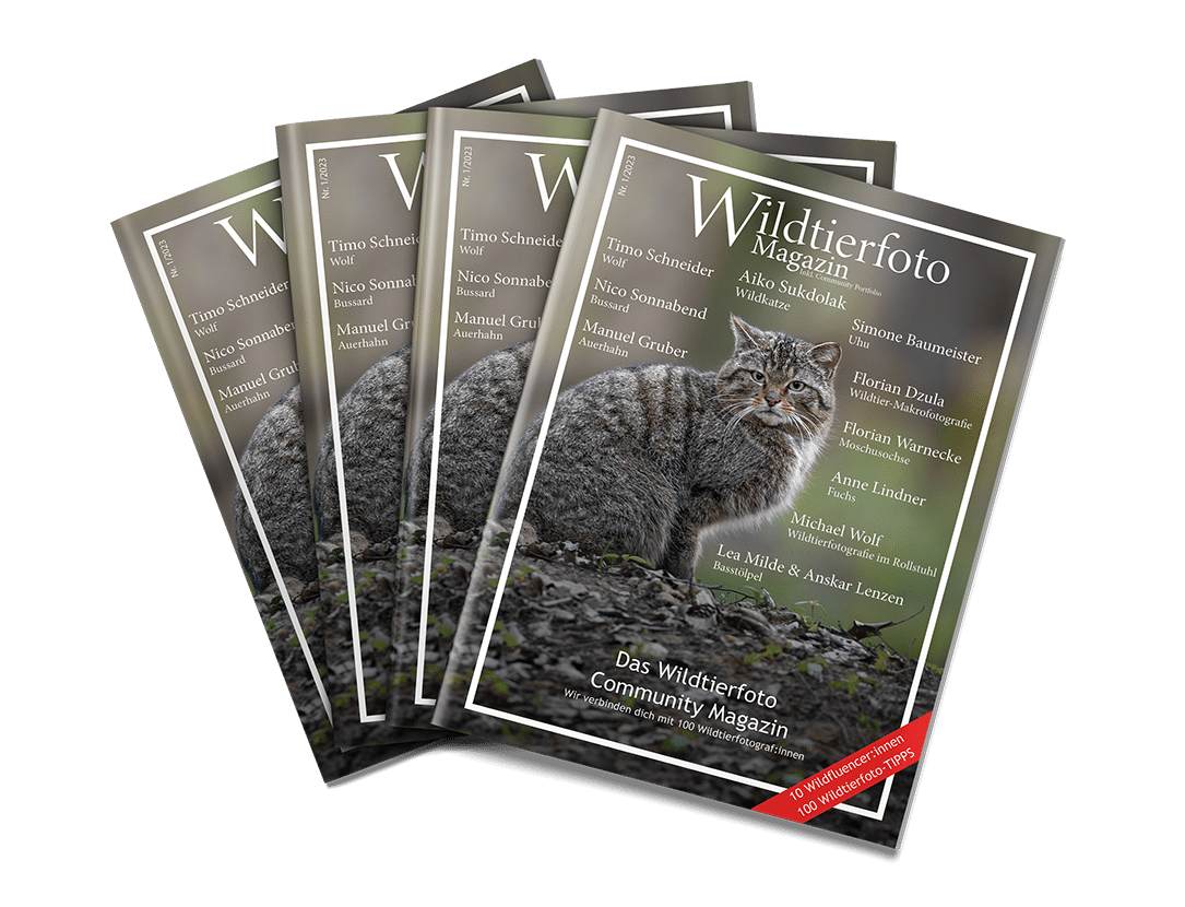 Fotografieren wie die Profis Wildtierfoto Magazin