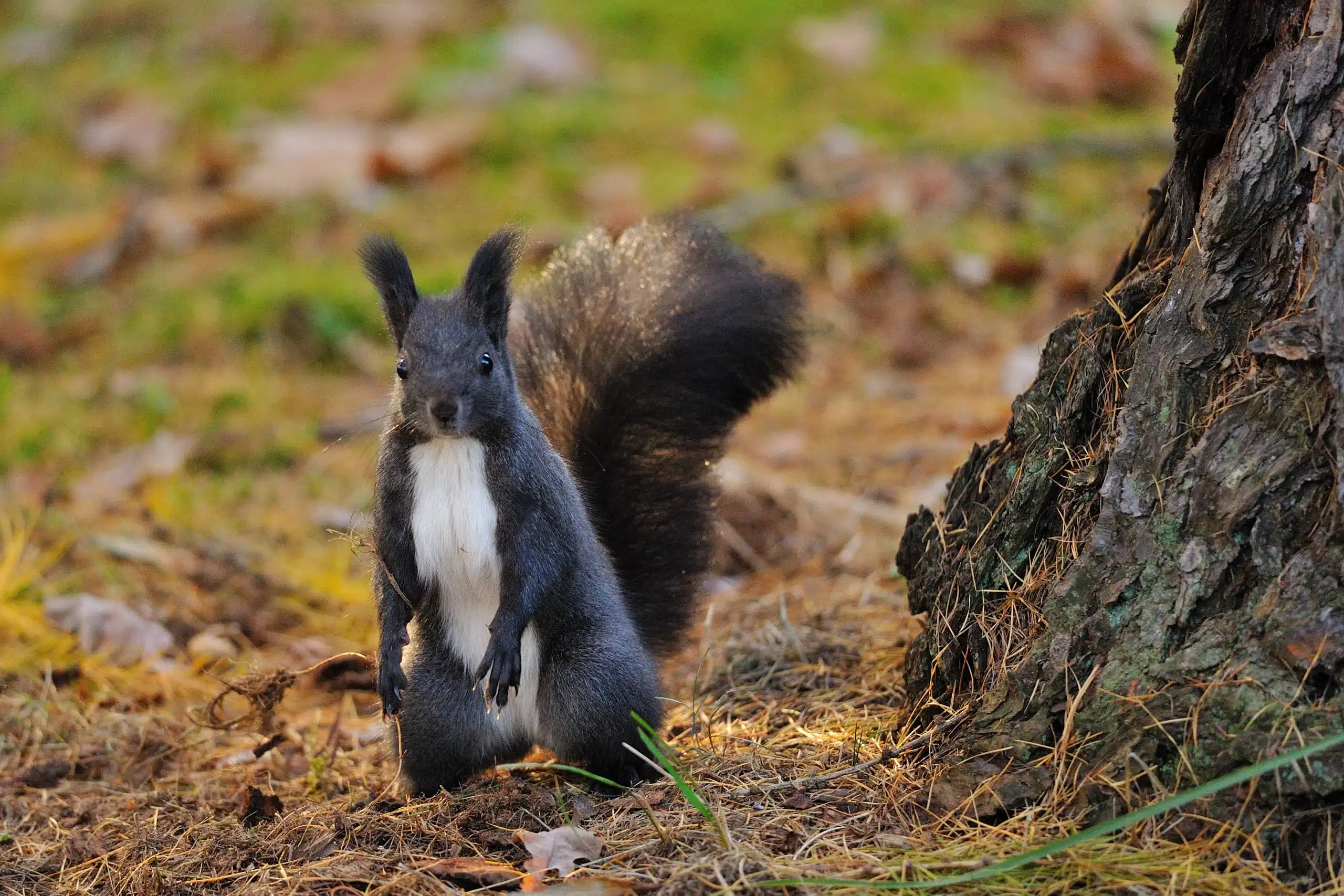 Schwarze Eichhörnchen - Wildtiere in Deutschland Schwarze Eichhörnchen - Wildtiere in Deutschland