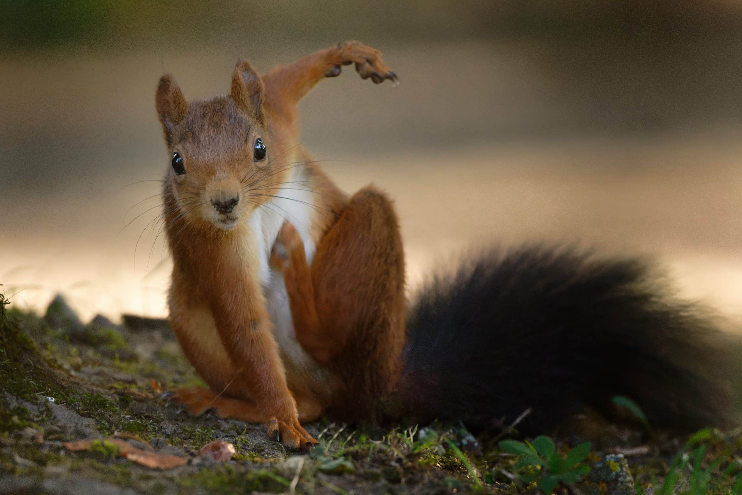funny squirrel looks at camera Eichhörnchen Steckbrief - Wildtiere in Deutschland