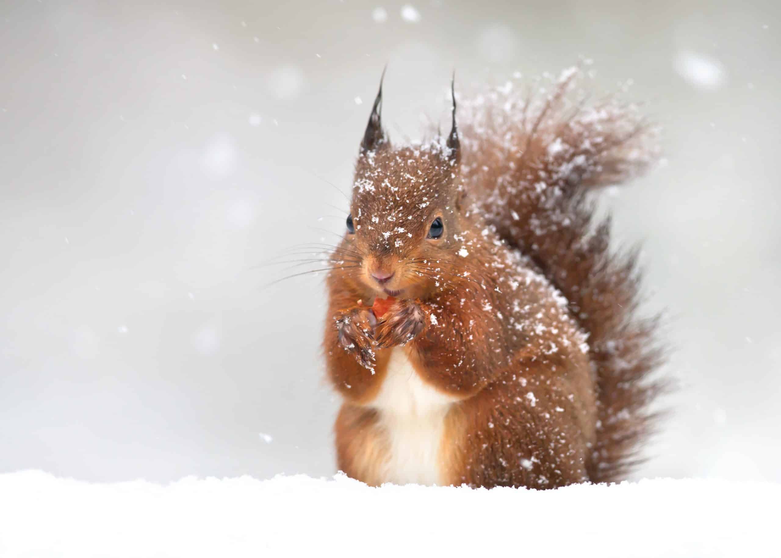Red squirrel in winter Eichhörnchen im Winter - Wildtiere in Deutschland