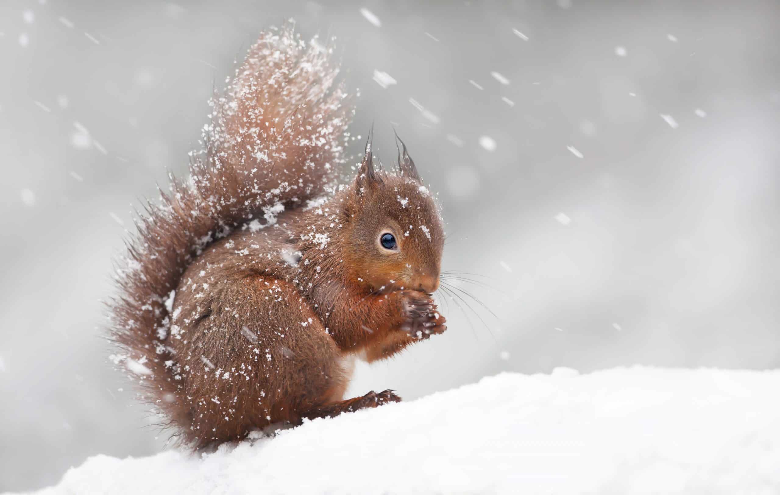 Cute red squirrel sitting in the snow covered with snowflakes Eichhörnchen im Winter - Wildtiere in Deutschland