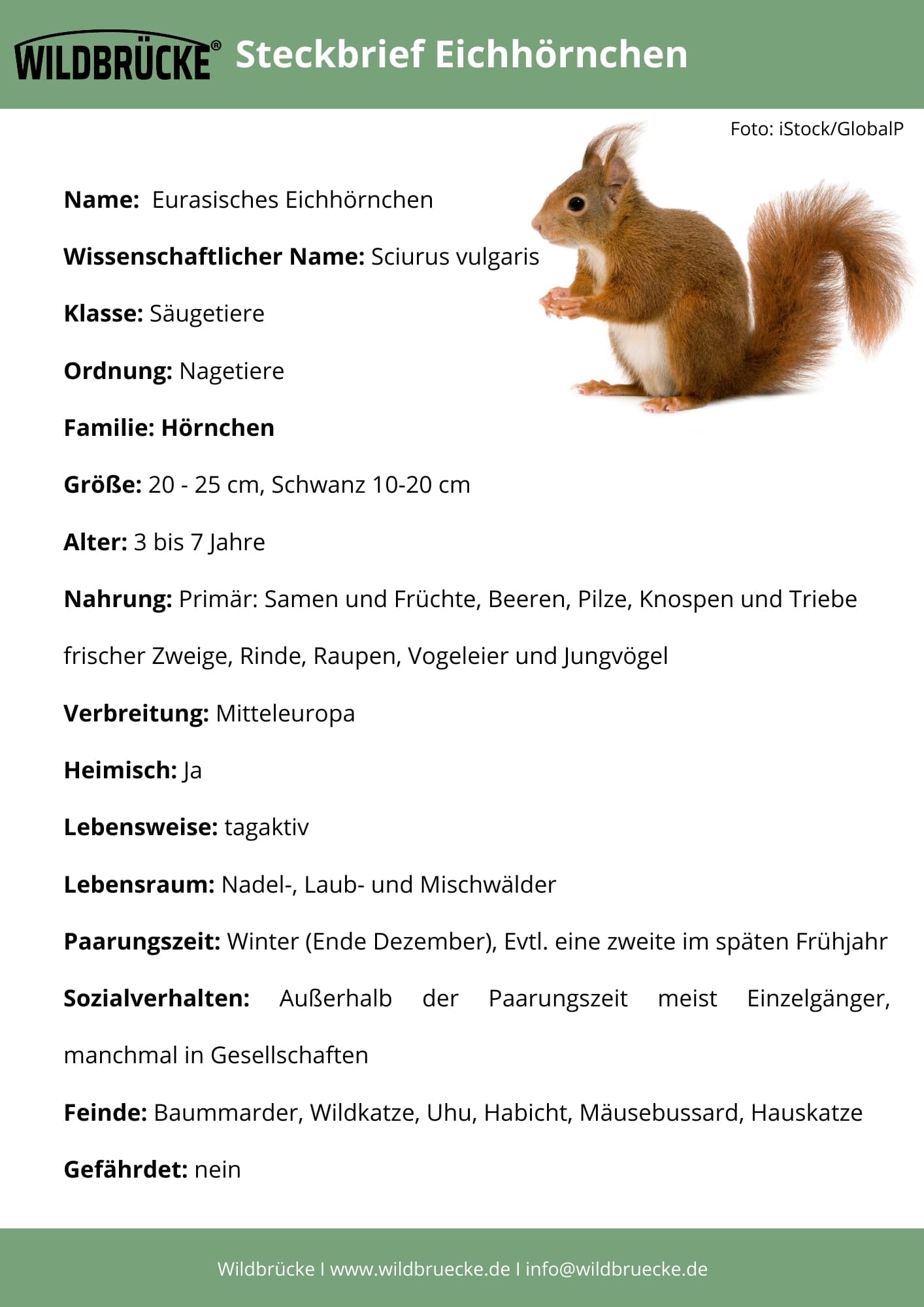 Eichhörnchen Steckbrief - Wildtiere in Deutschland