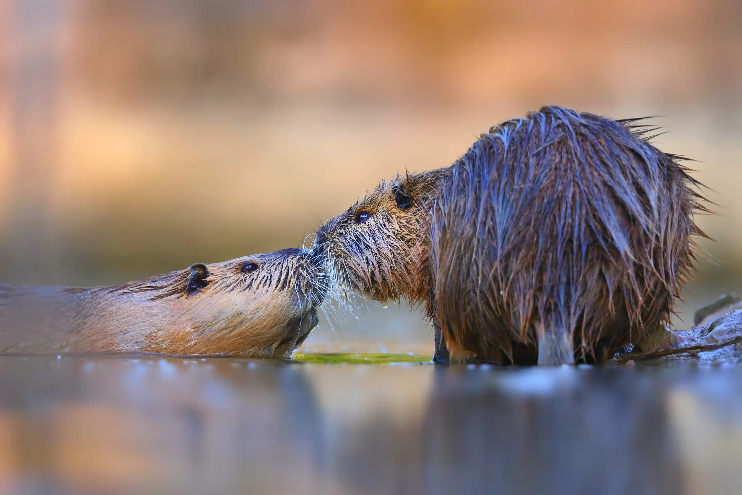 Biber Ratte -JMrocek Biber Ratten - Wildtiere in Deutschland