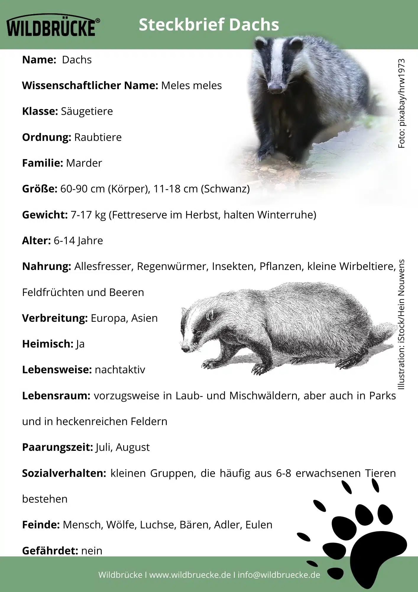 Dachs Steckbrief Dachs Steckbrief von Wildbrücke - Wildtiere in Deutschland