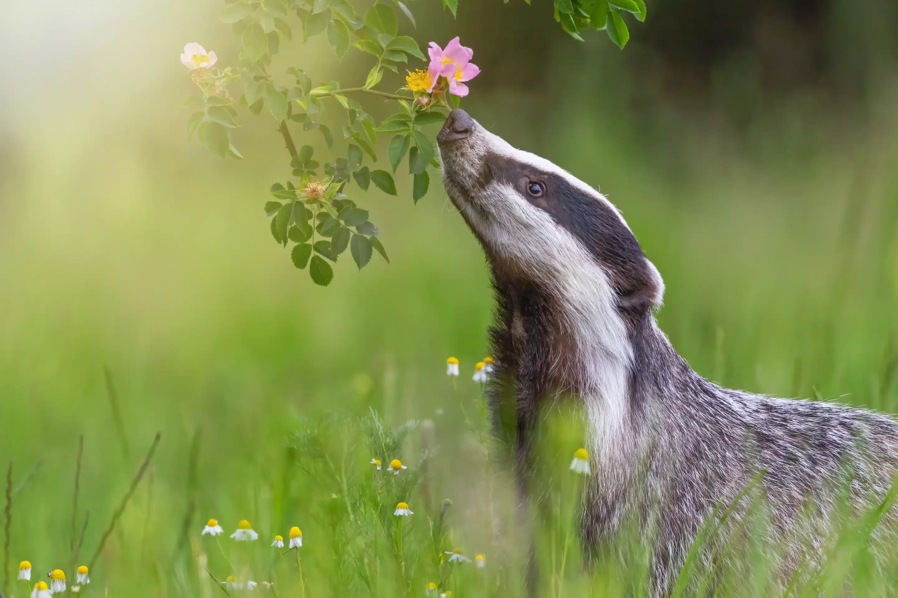 Dachs schnuppert an Blume-Brezina Dachs schnüffelt an Blume - Wildtiere in Deutschland