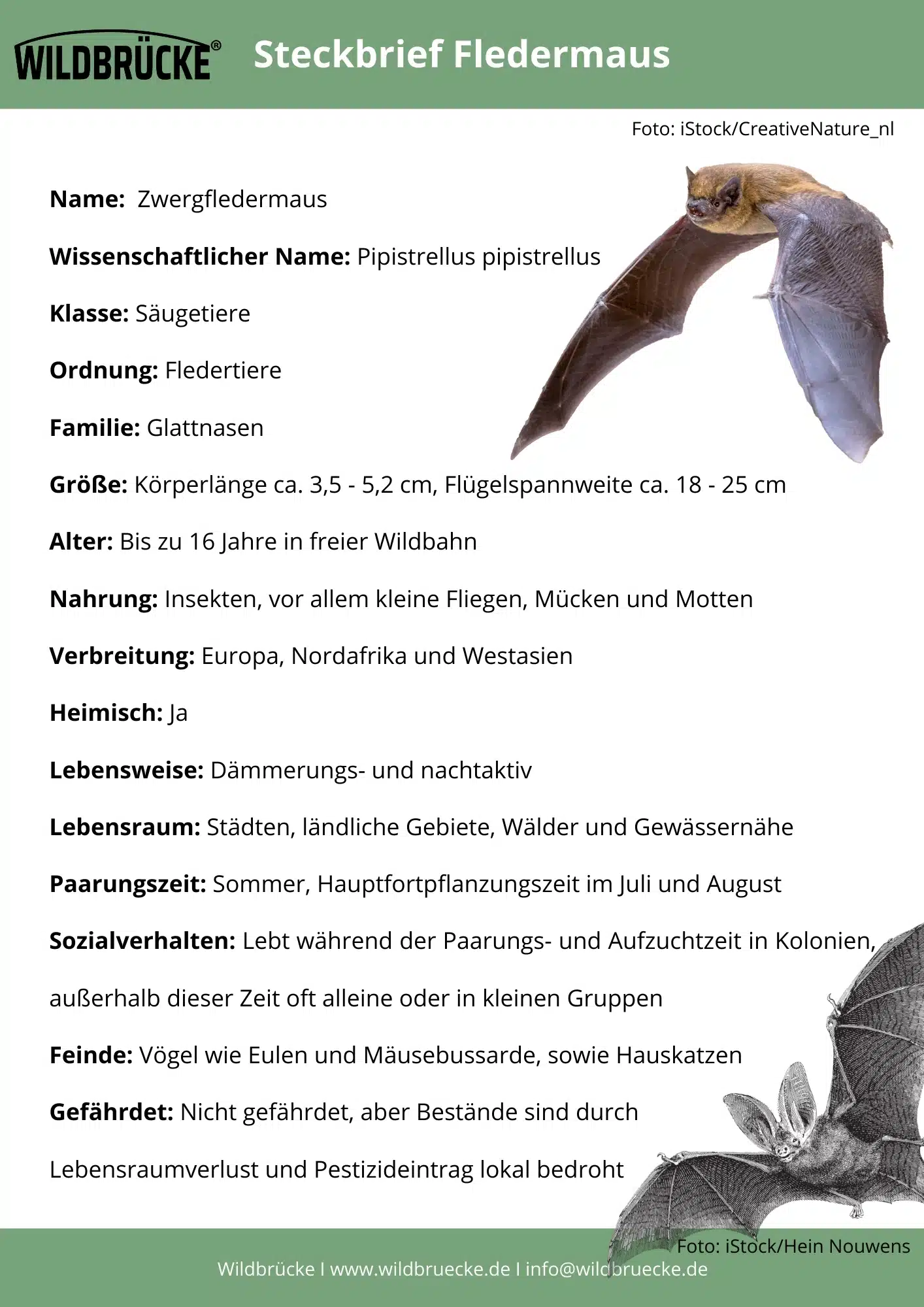 Fledermaus Steckbrief - Wildtiere in Deutschland