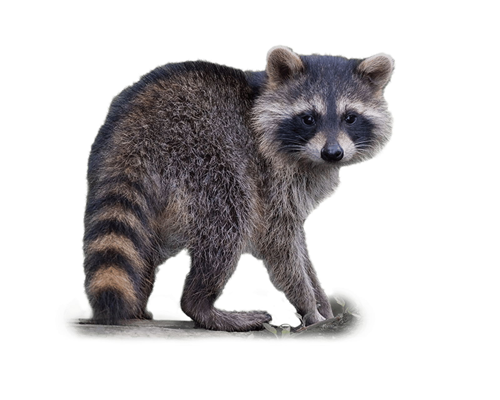iStock-1337428606 waschbÀr-1-freigestellt WaschbÀr - Wildtiere in Deutschland