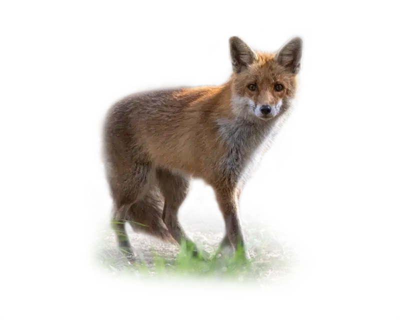 wildbruecke-zeigt-das-wildtier-fuchs Fuchs - Wildtiere in Deutschland