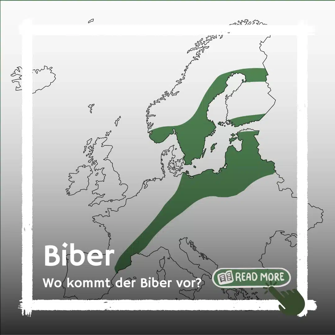 Verbreitung Biber - Wildtiere in Deutschland