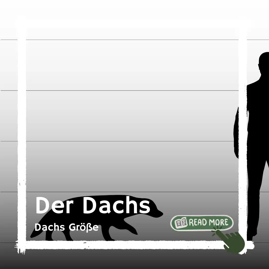 Dachs Größe - Wildtiere in Deutschland