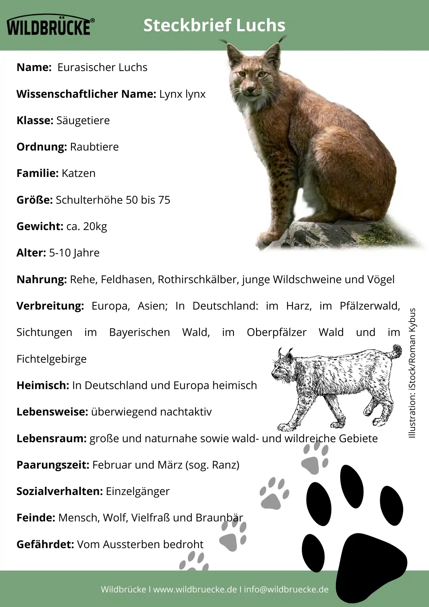 Luchs Steckbrief - Wildtiere in Deutschland