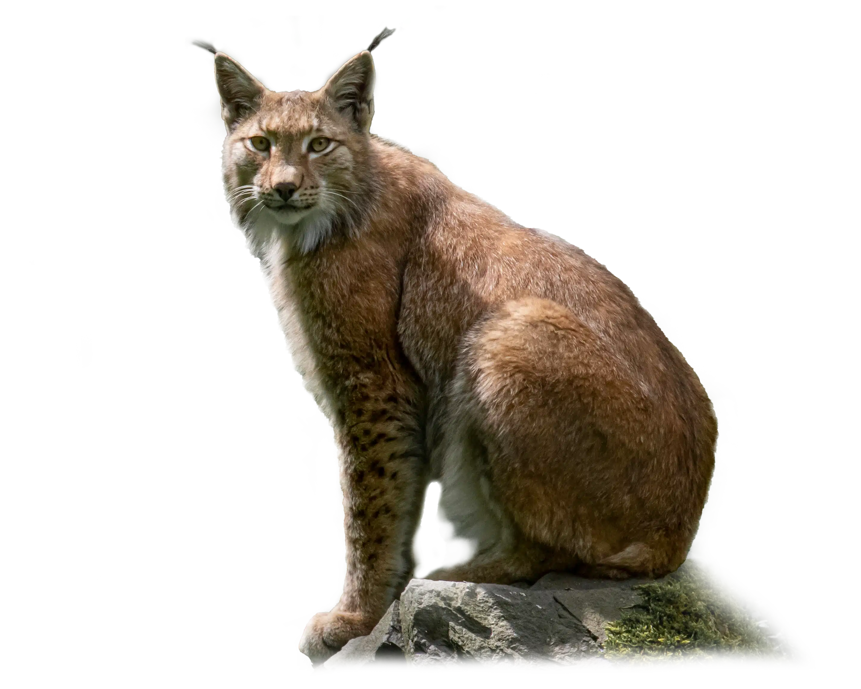 Luchs - Wildtiere in Deutschland Luchs - Wildtiere in Deutschland