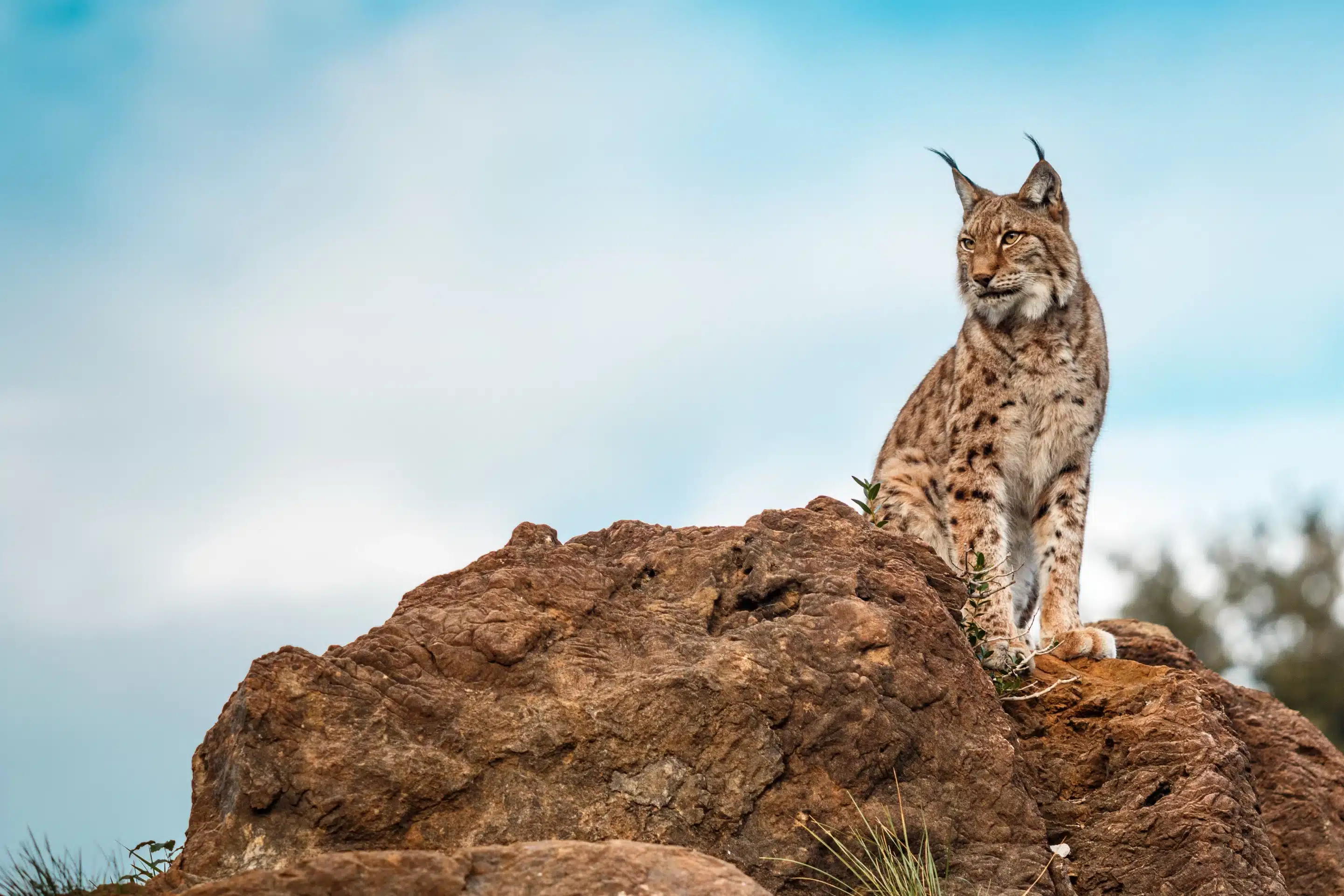 Luchs auf einem Felsen - Wildtiere in Deutschland Luchs auf einem Felsen - Wildtiere in Deutschland