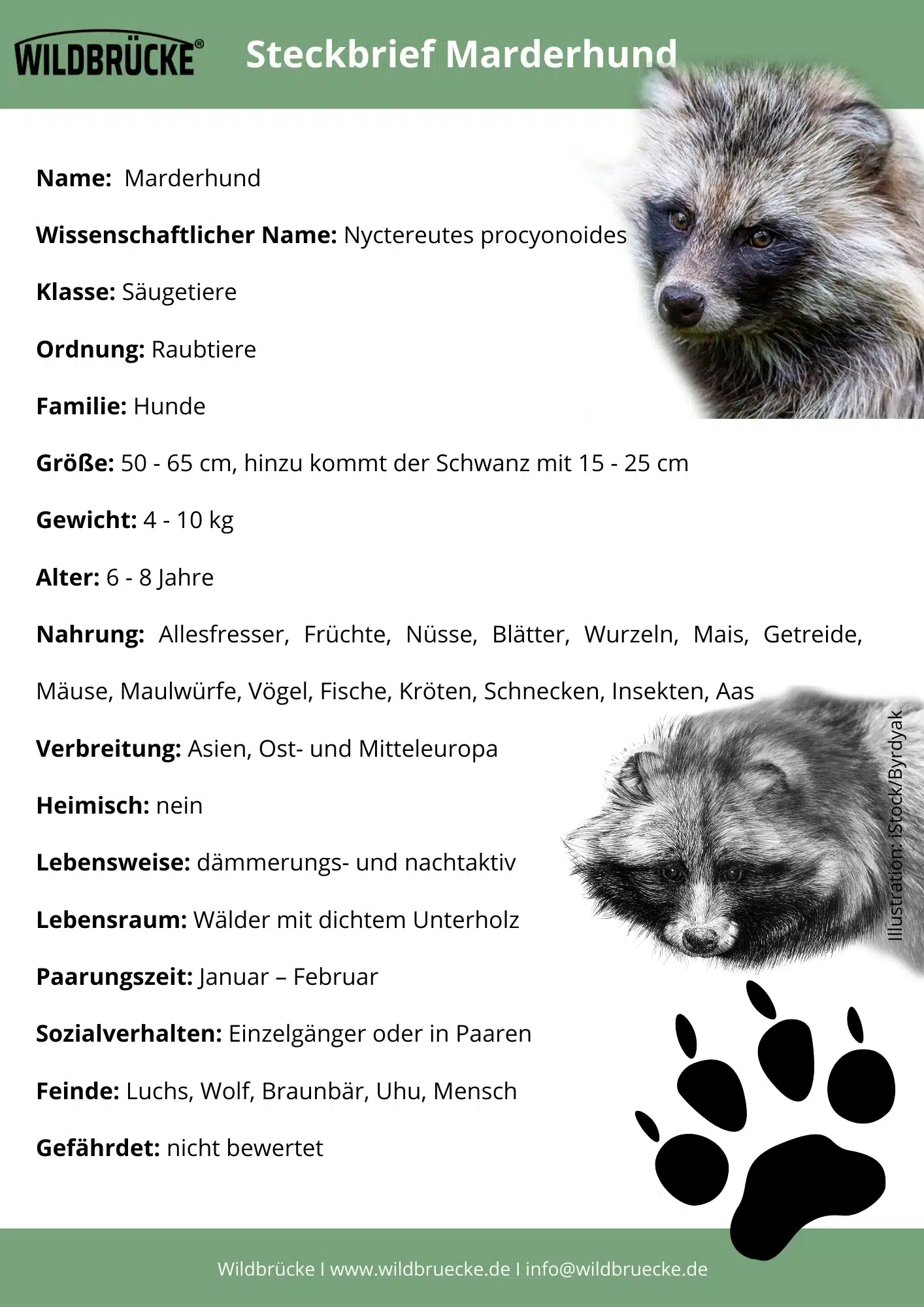 Marderhund Steckbrief - Wildtiere in Deutschland