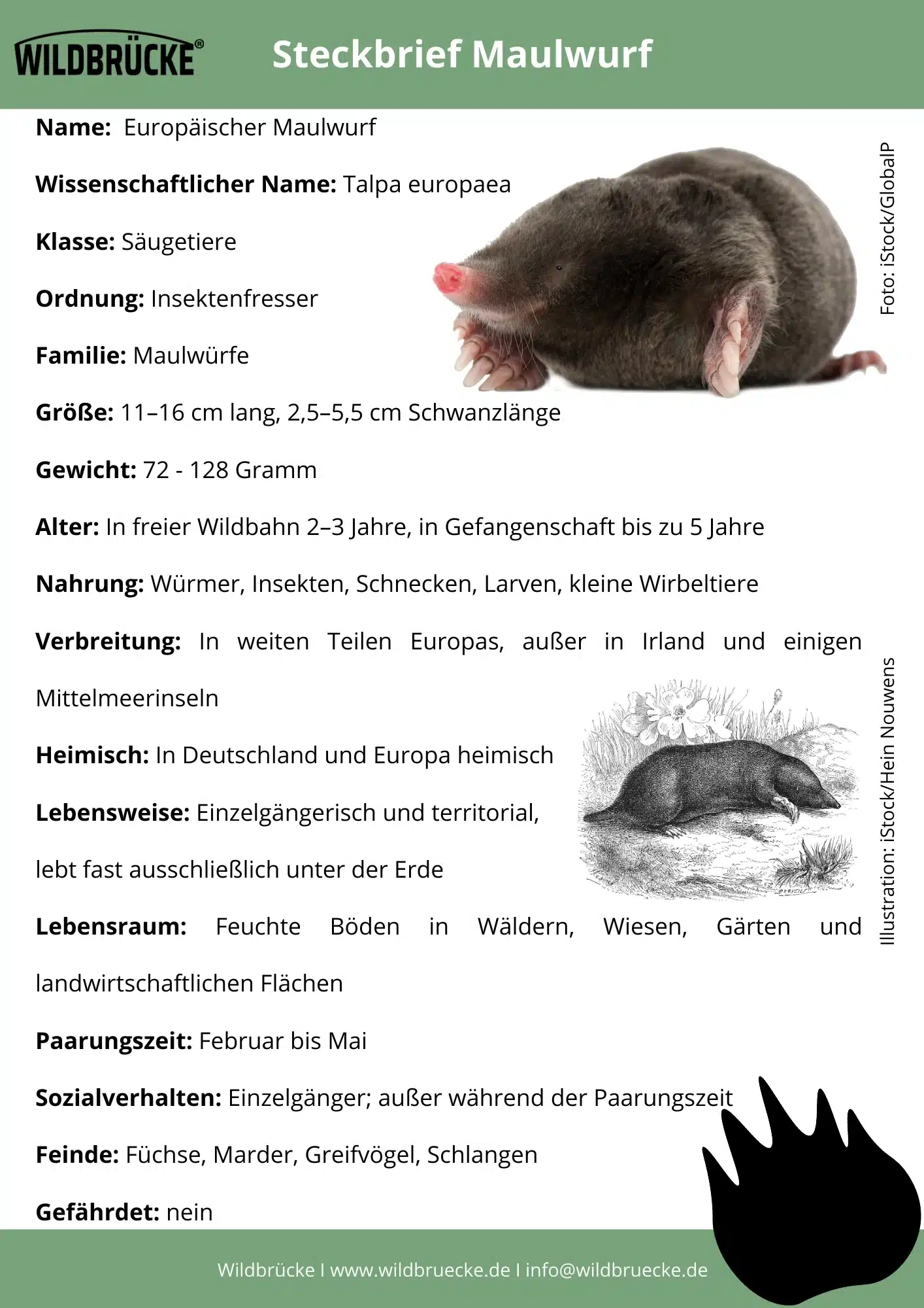 Maulwurf Steckbrief - Wildtiere in Deutschland