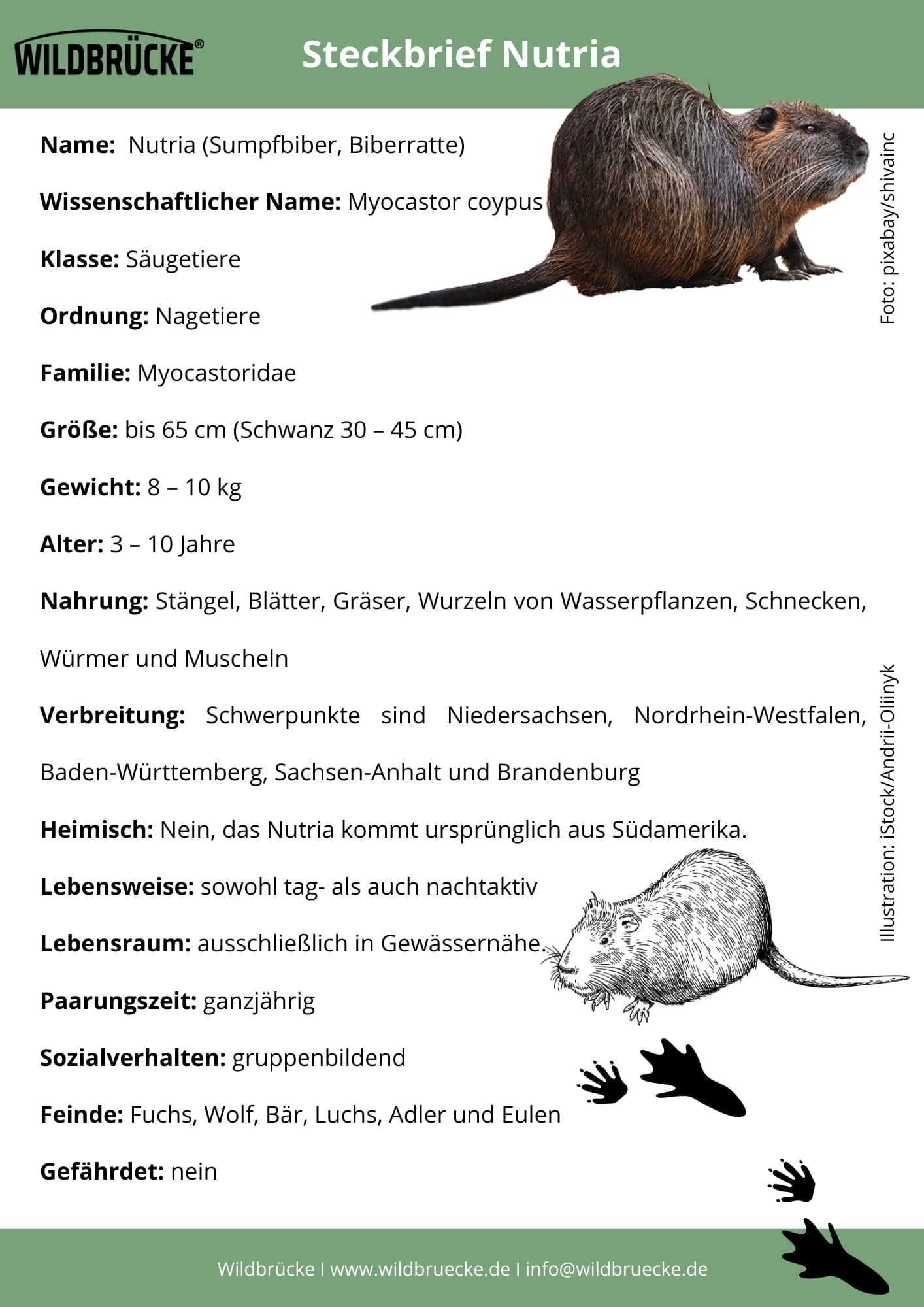 Nutria Steckbrief von Wildbrücke - Wildtiere in Deutschland