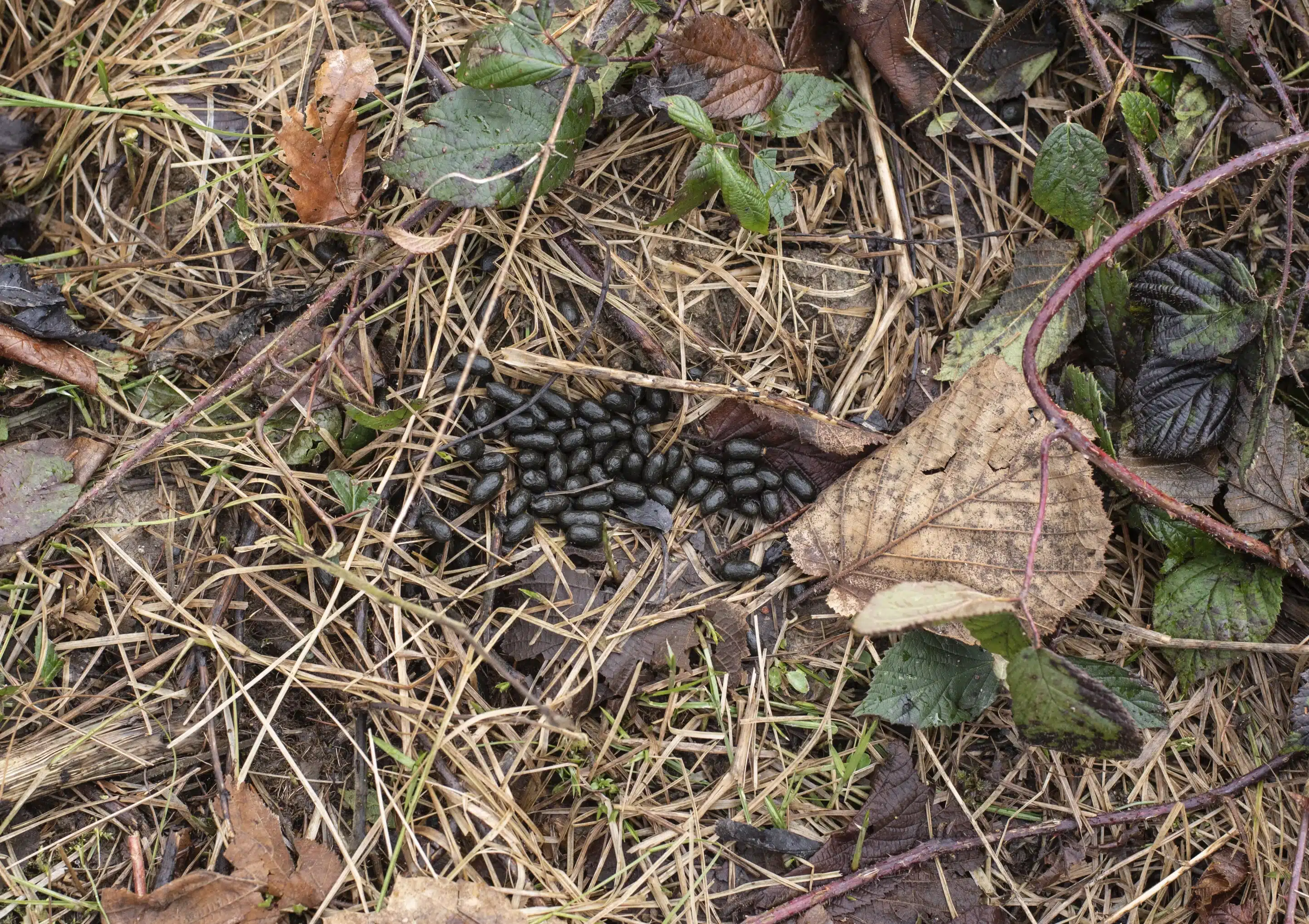 Reh Losung - Wildtiere in Deutschland