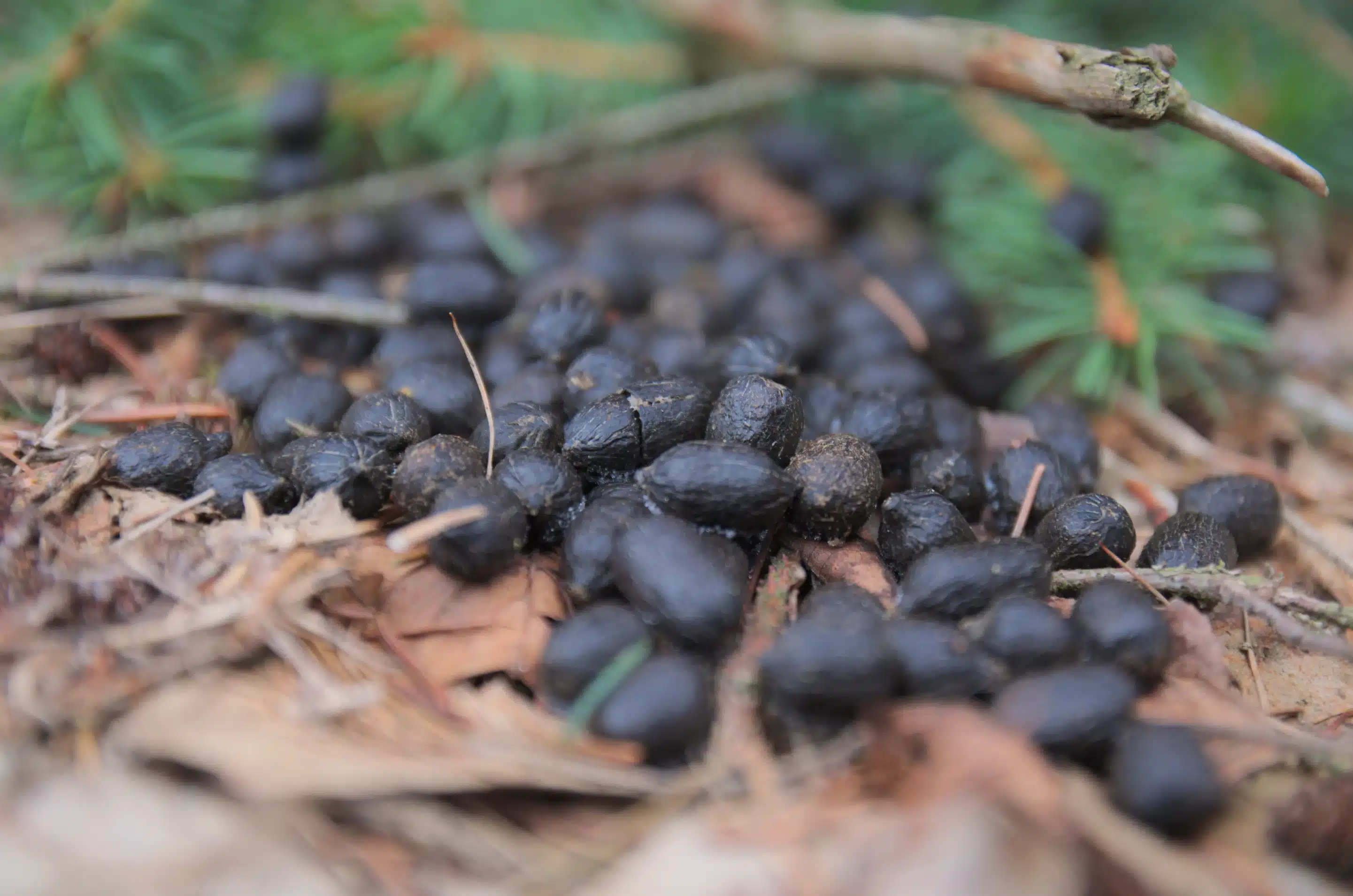 Reh Losung im Wald - Wildtiere in Deutschland