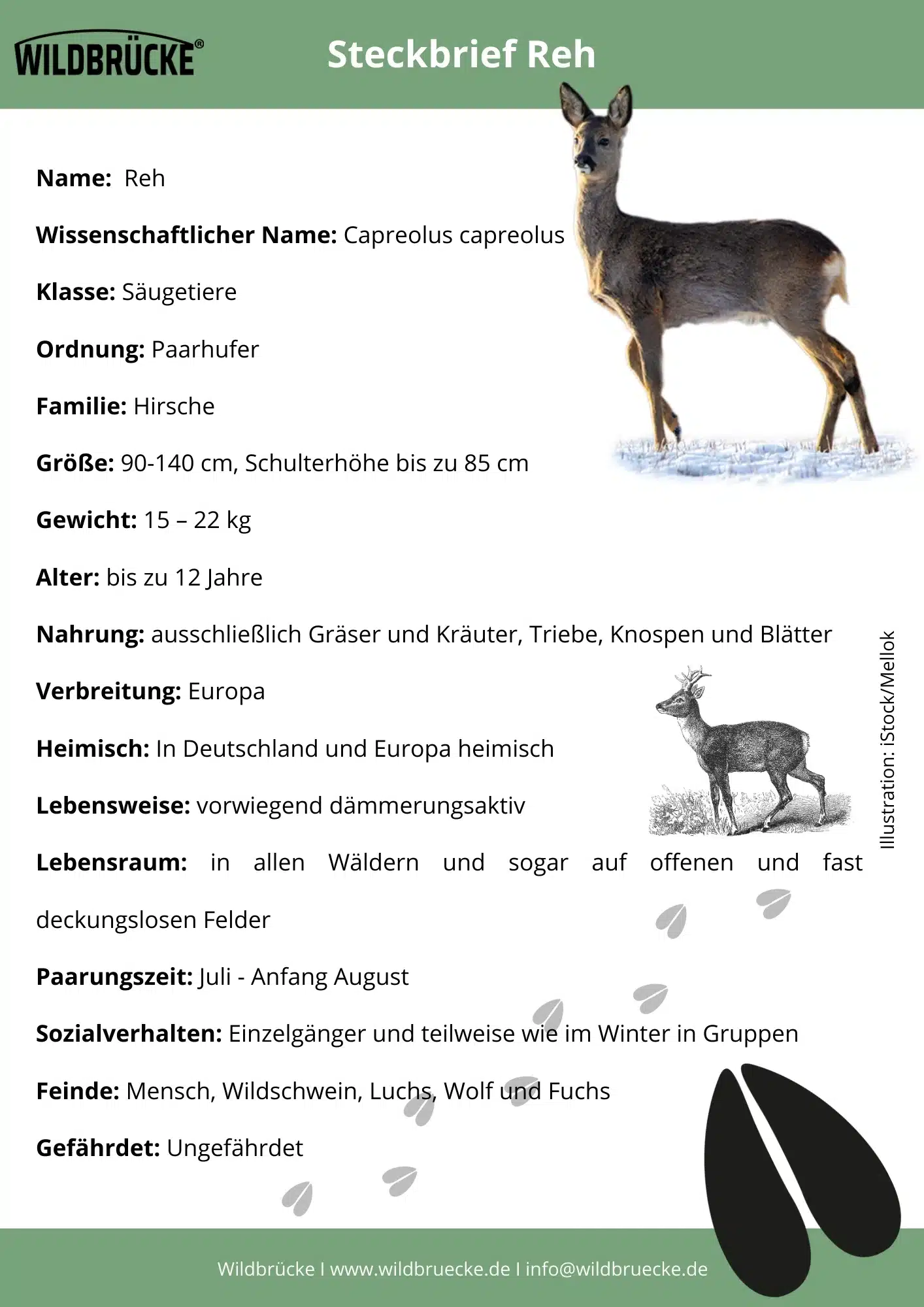 Reh Steckbrief - Wildtiere in Deutschland