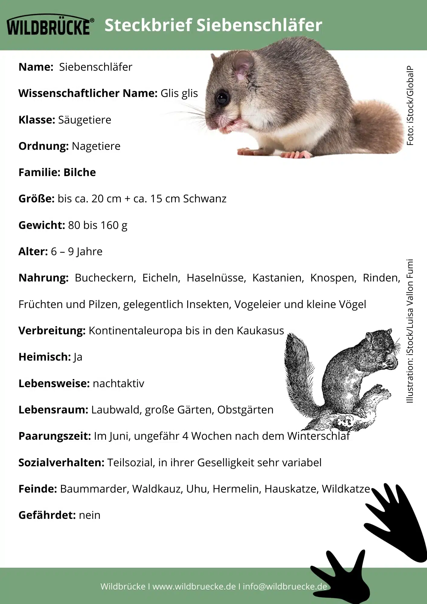 Siebenschläfer Steckbrief von Wildbrücke - Wildtiere in Deutschland