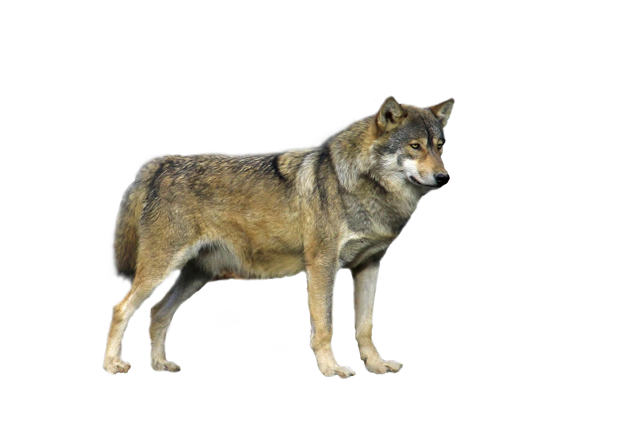 Wolf - Wildtiere in Deutschland Wolf - Wildtiere in Deutschland