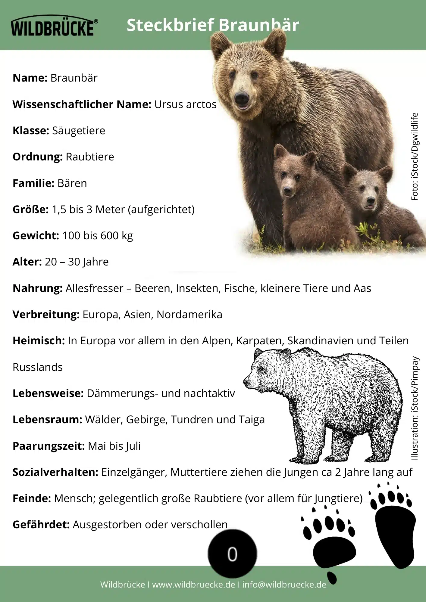Braunbär Steckbrief - Wildtiere in Deutschland