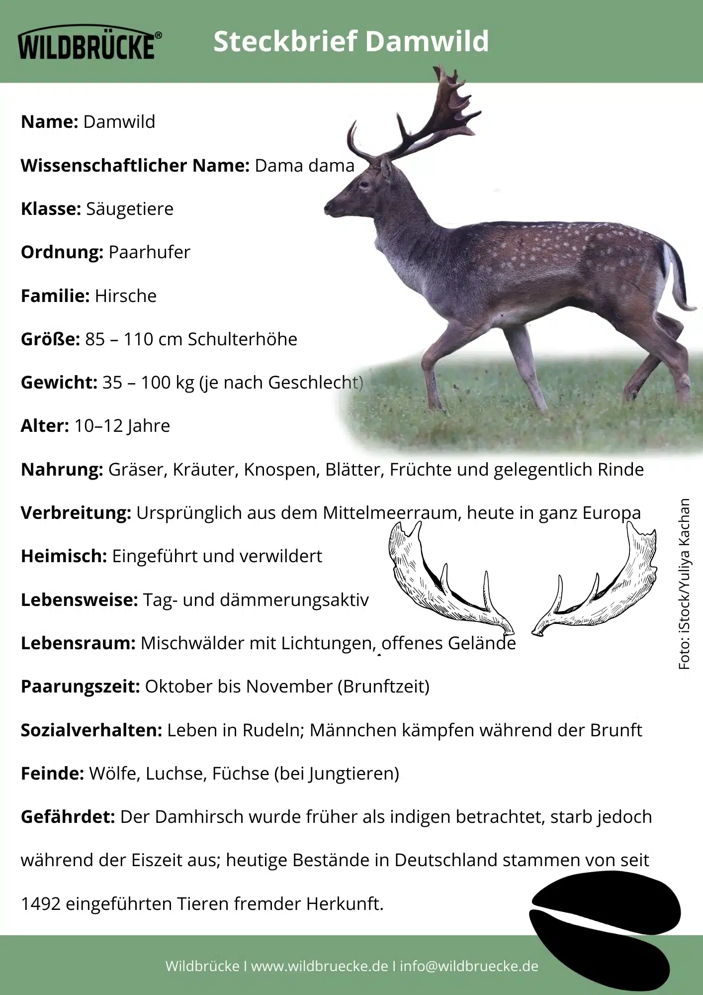 Damwild Steckbrief - Wildtiere in Deutschland