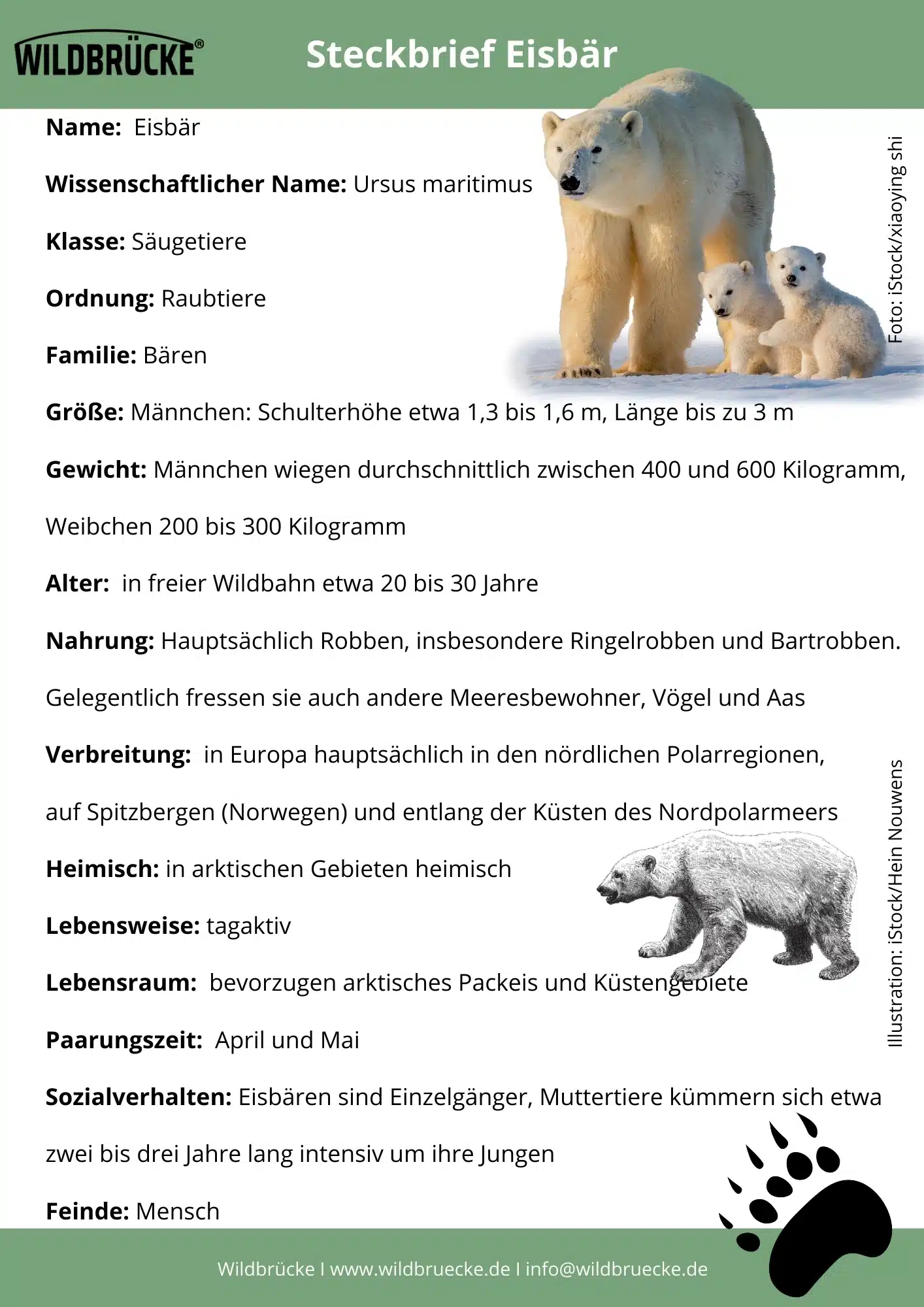 Eisbär Steckbrief - Wildtiere in Europa