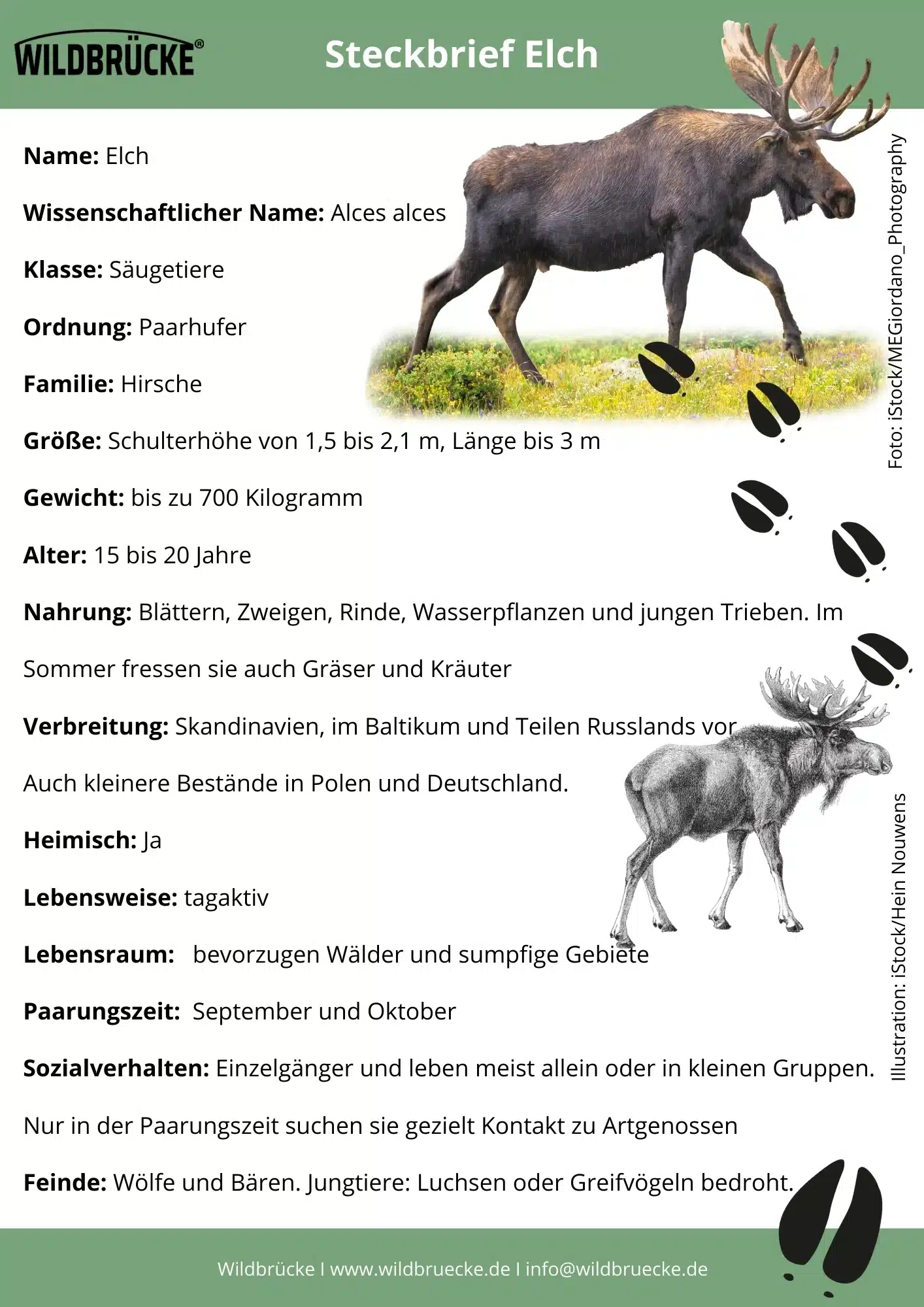Elch Steckbrief - Wildtiere in Deutschland