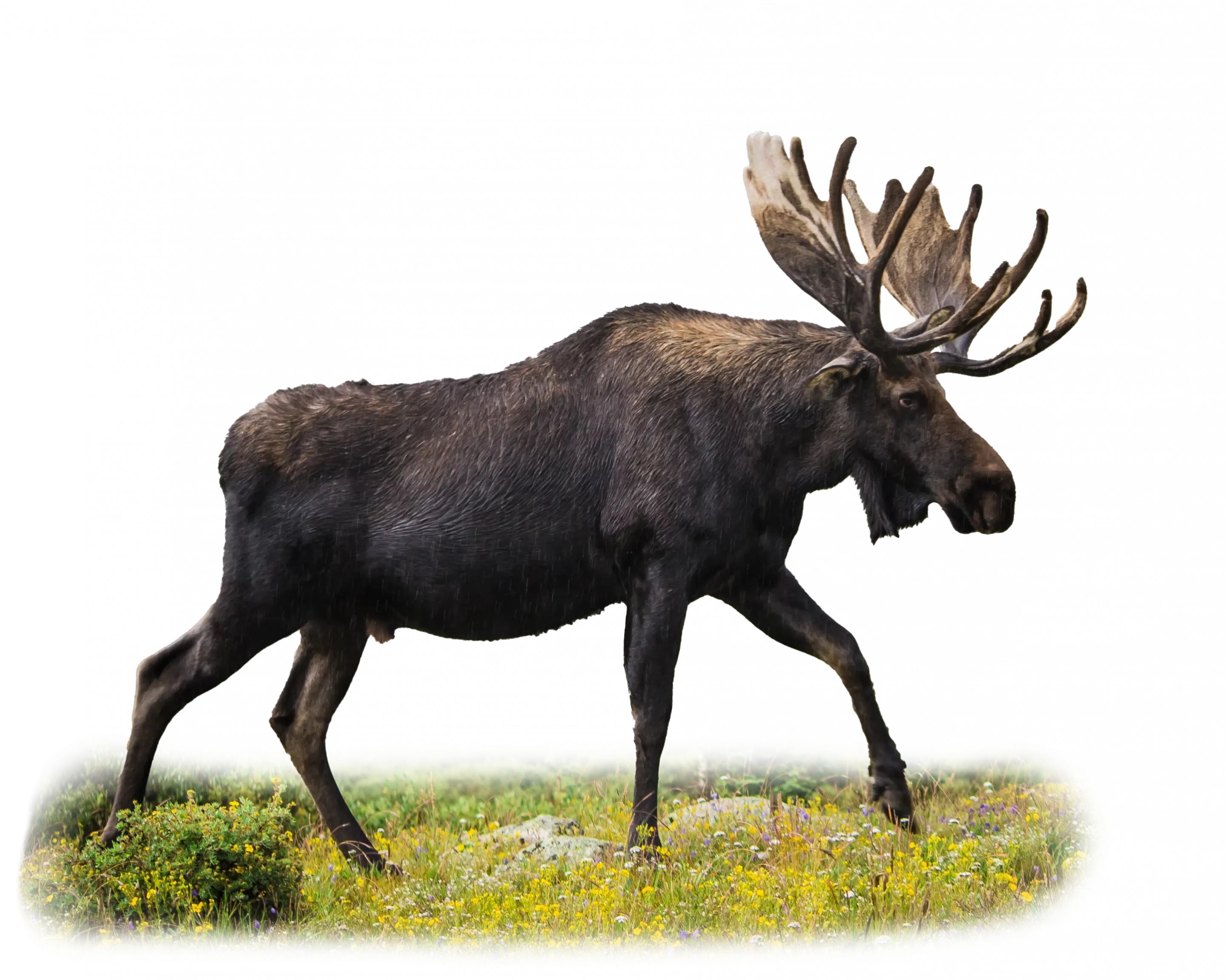 Elch - Wildtiere in Europa Elch - Wildtiere in Europa