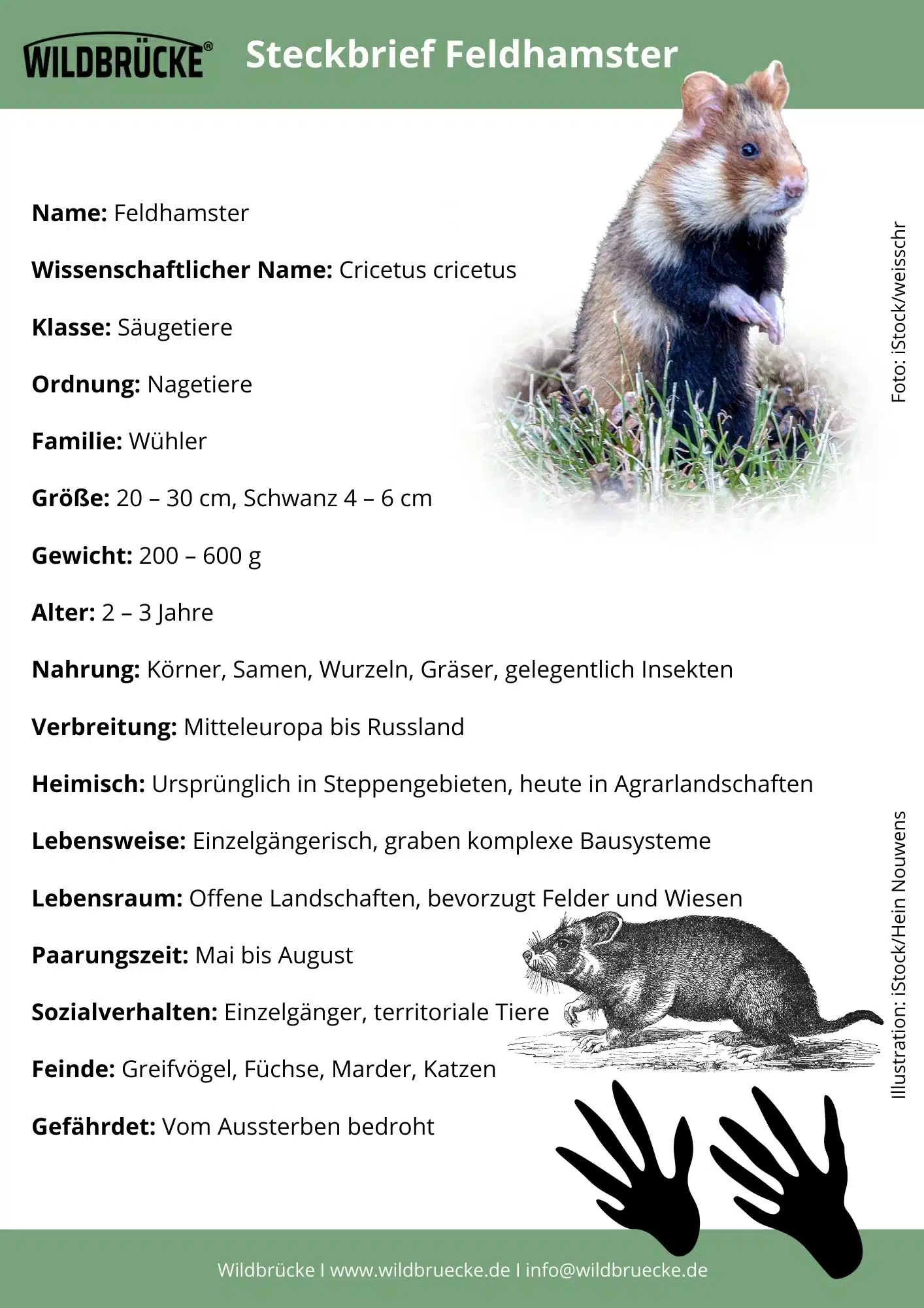 Feldhamster Steckbrief - Wildtiere in Deutschland