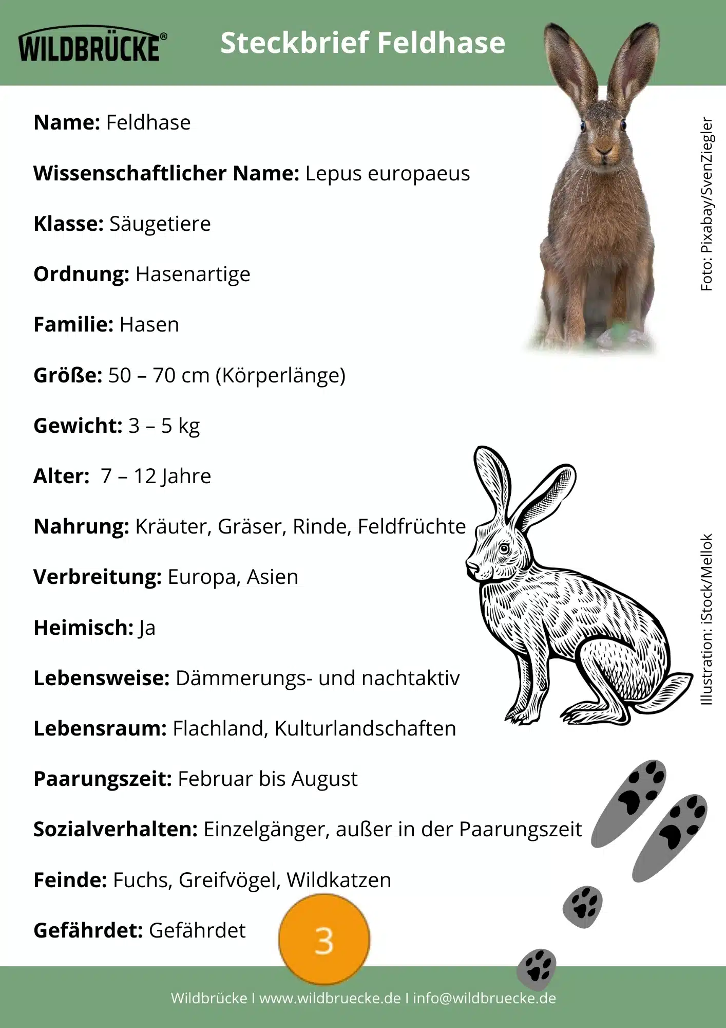 Feldhase Steckbrief - Wildtiere in Deutschland