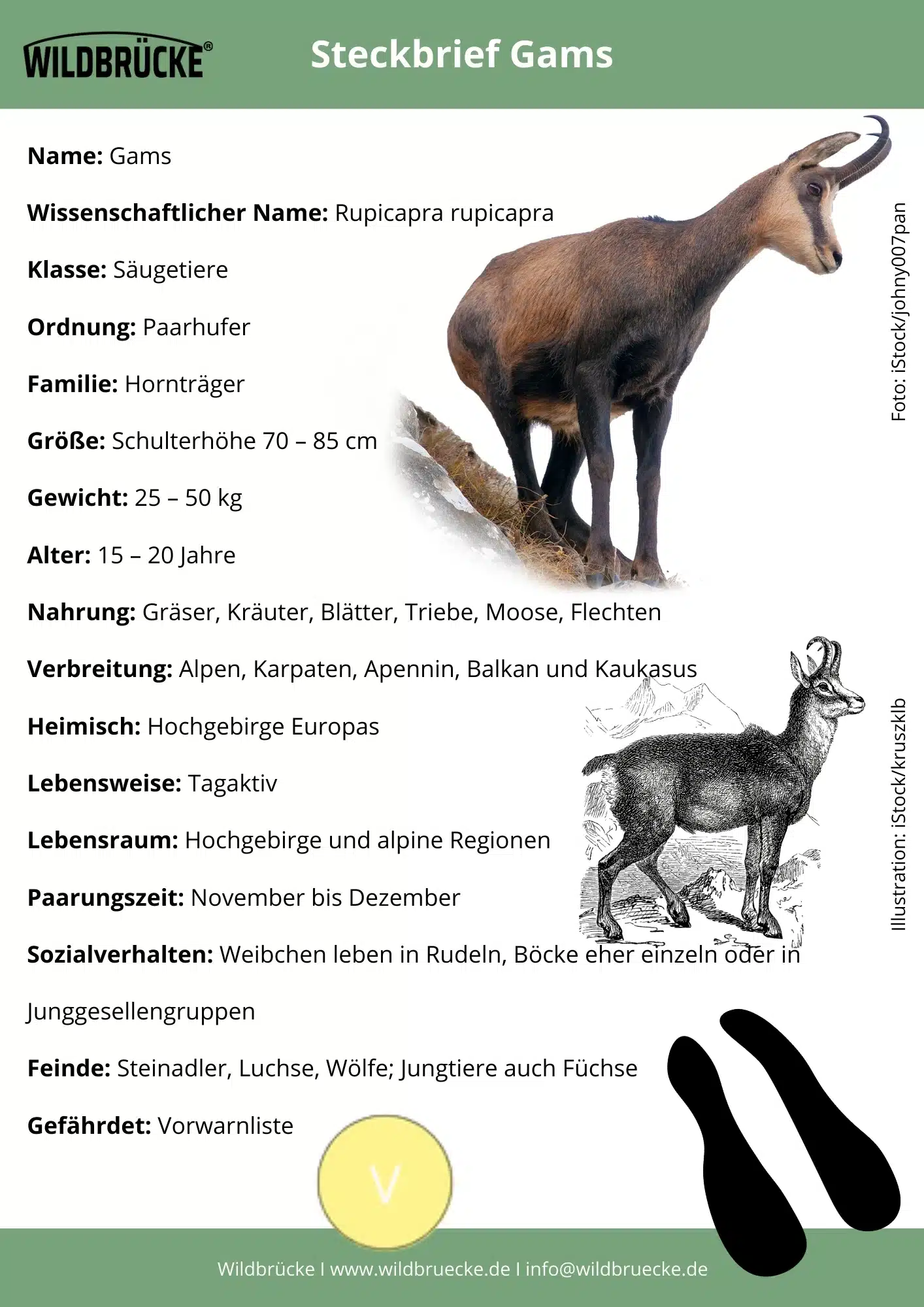 Gams Steckbrief - Wildtiere in Deutschland