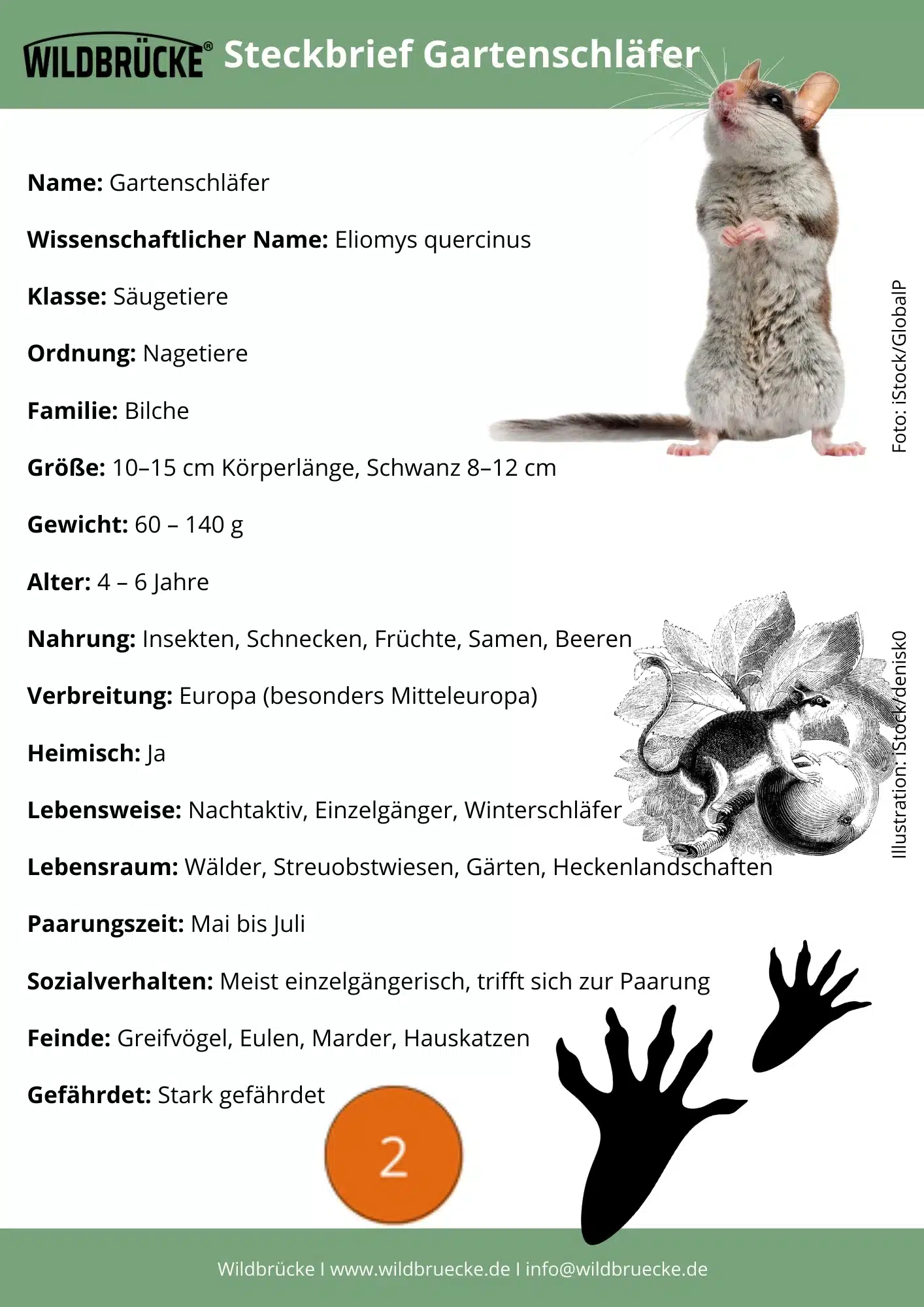 Gartenschläfer Steckbrief - Wildtiere in Deutschland