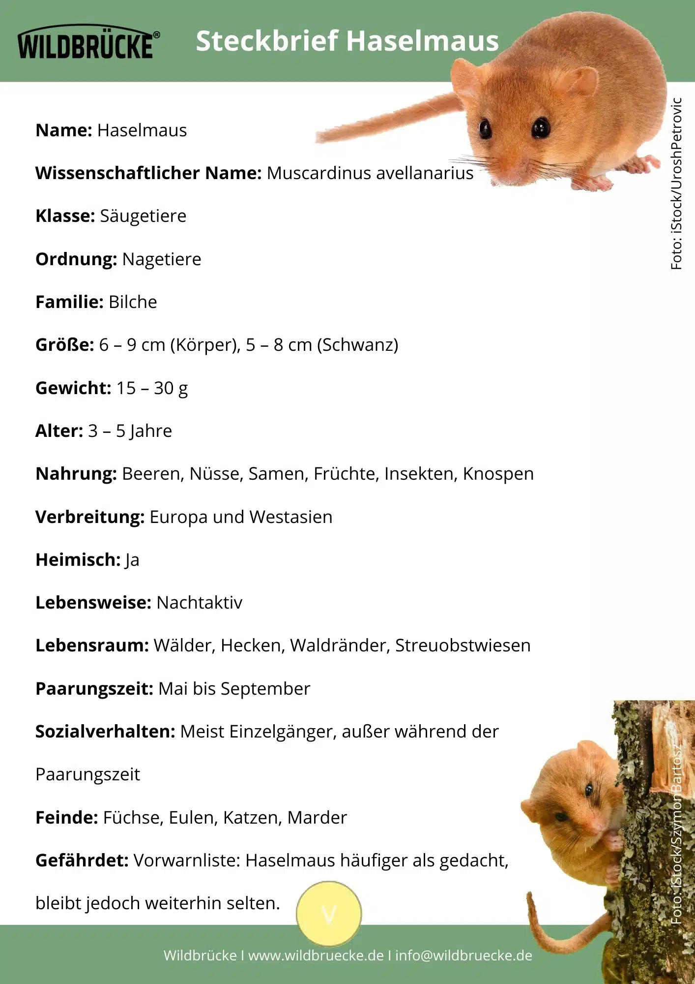 Haselmaus Steckbrief - Wildtiere in Deutschland