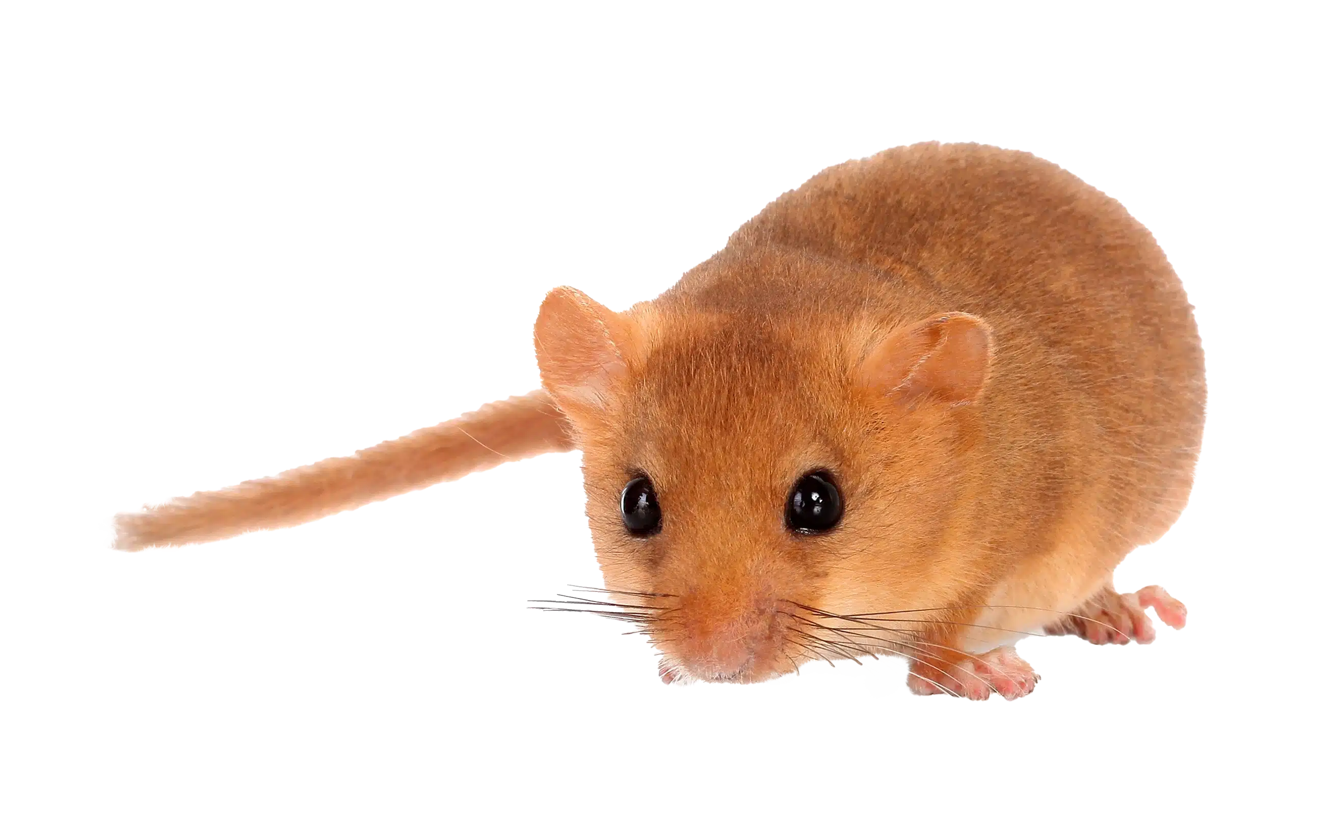 Haselmaus - Wildtiere in Deutschland Haselmaus - Wildtiere in Deutschland