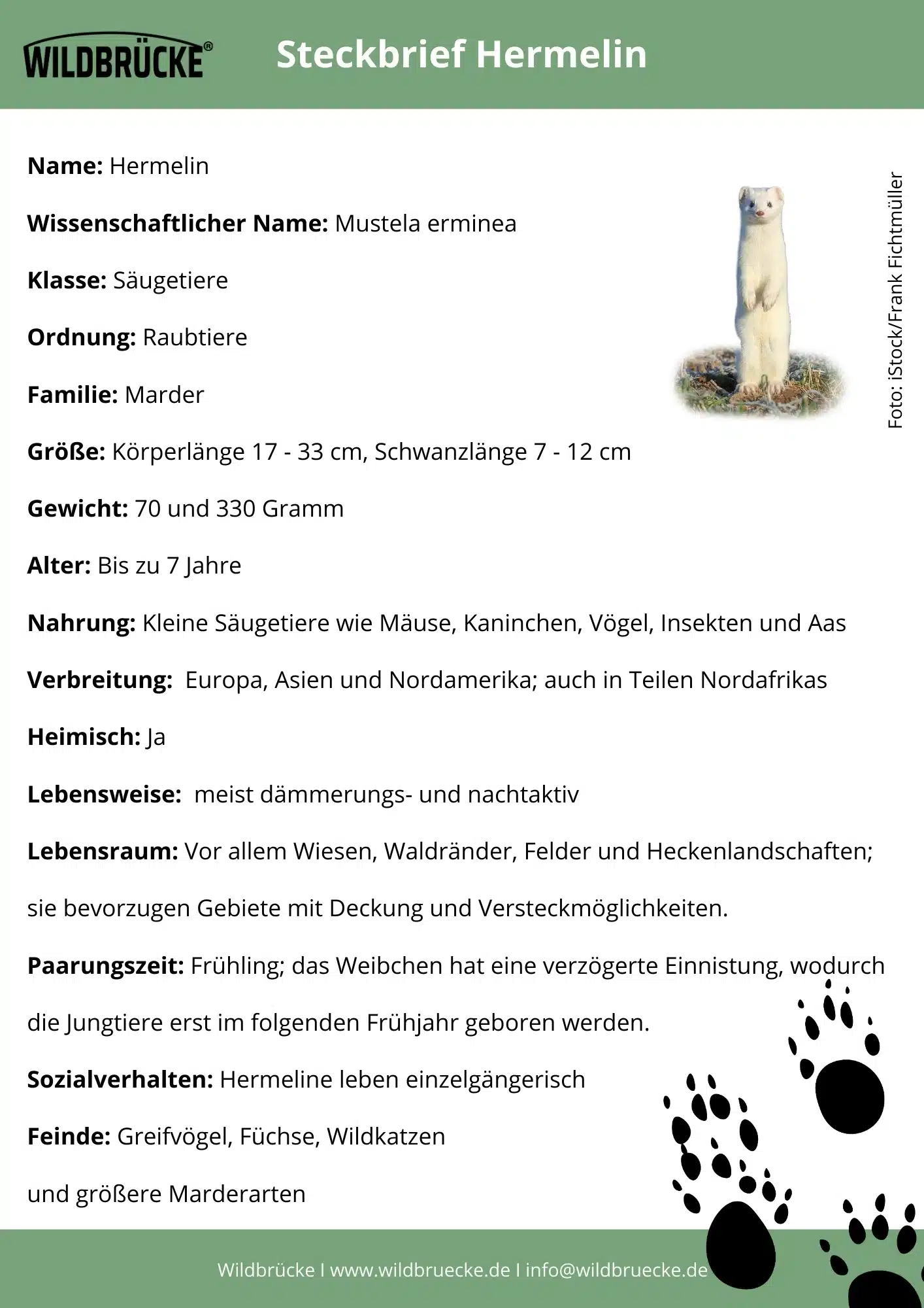 Hermelin Steckbrief - Wildtiere in Deutschland