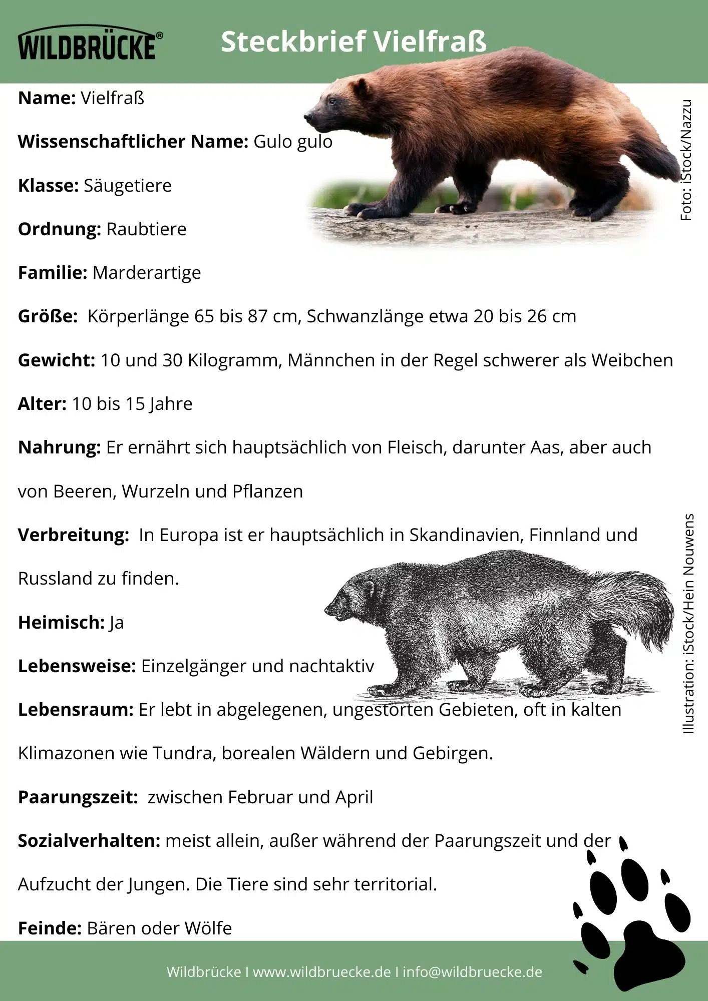 Vielfraß Steckbrief - Wildtiere in Europa