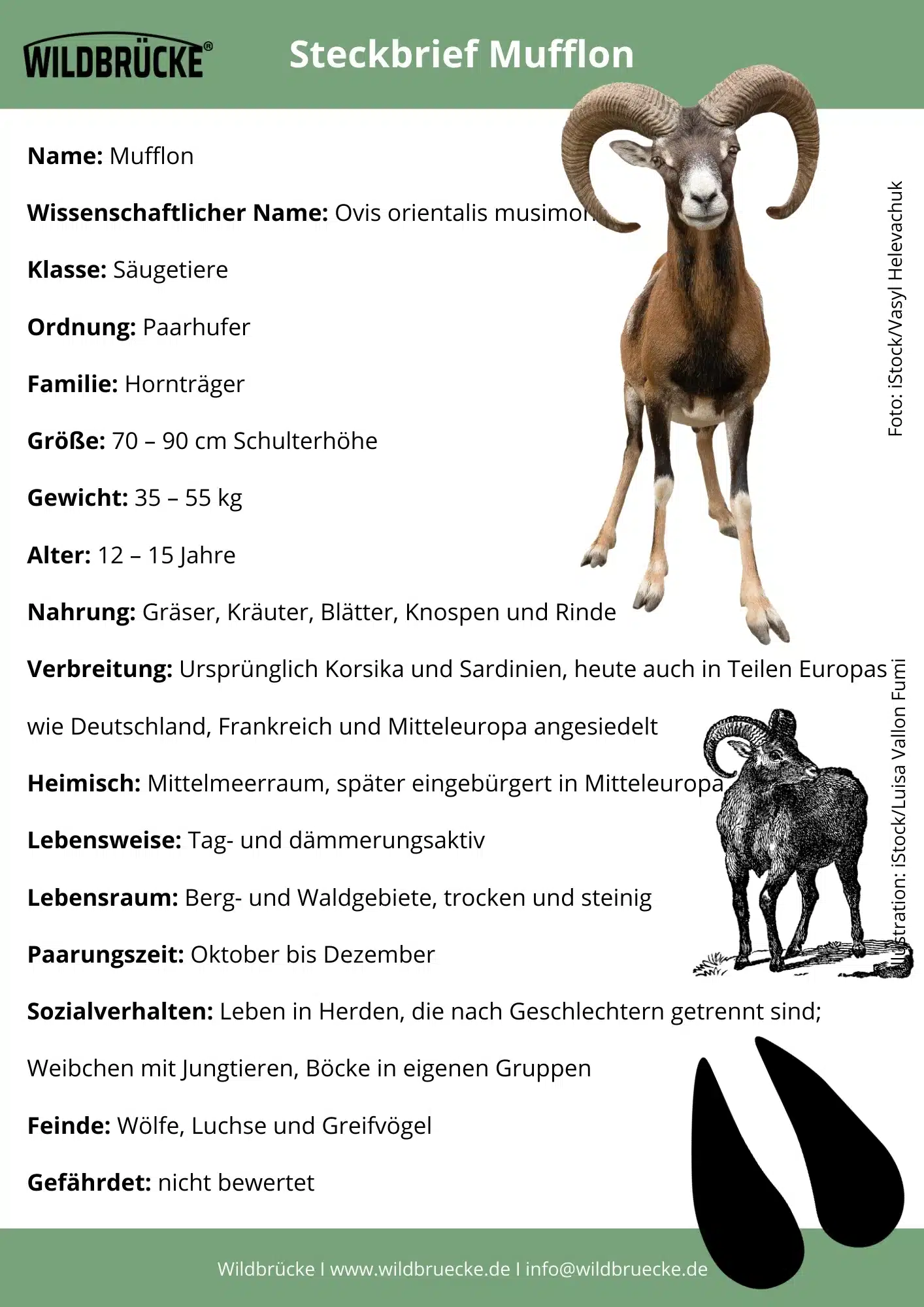 Mufflon Steckbrief - Wildtiere in Deutschland