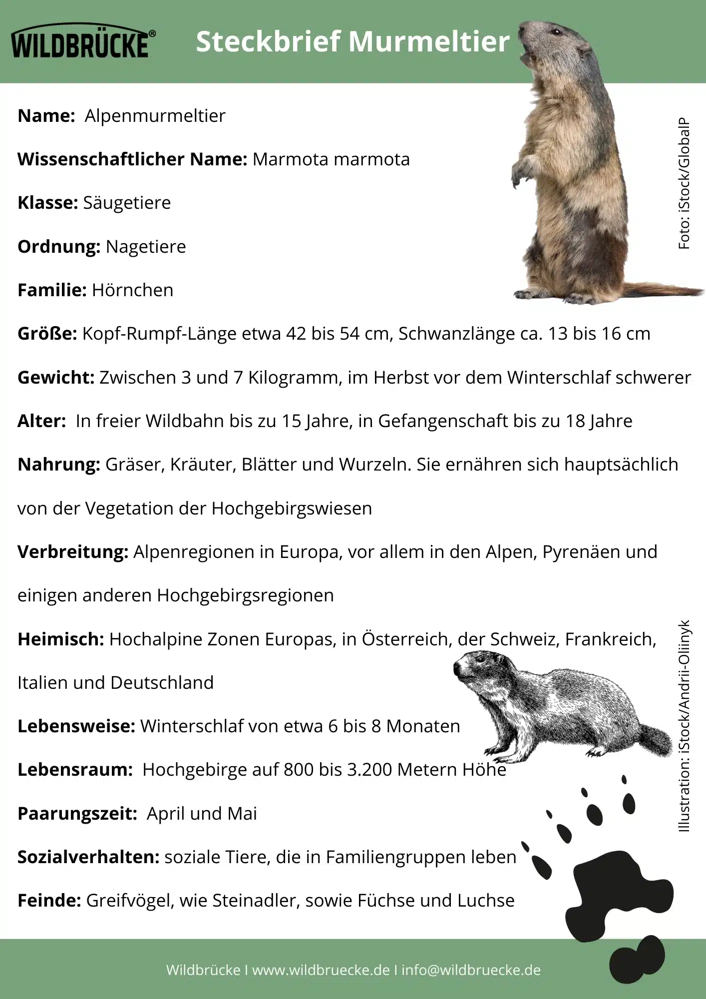 Murmeltier Steckbrief - Wildtiere in Deutschland