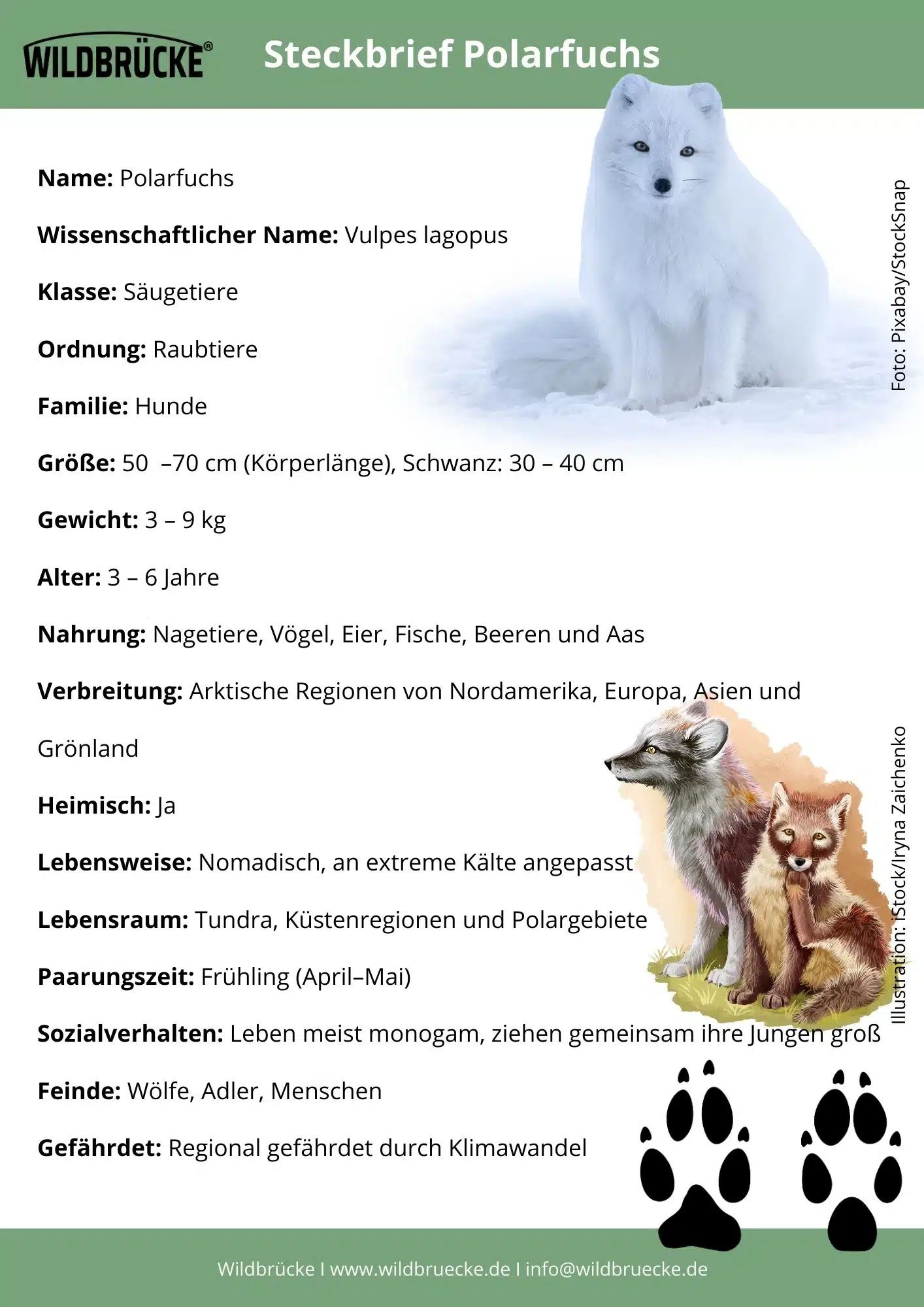 Polarfuchs Steckbrief - Wildtiere in Europa