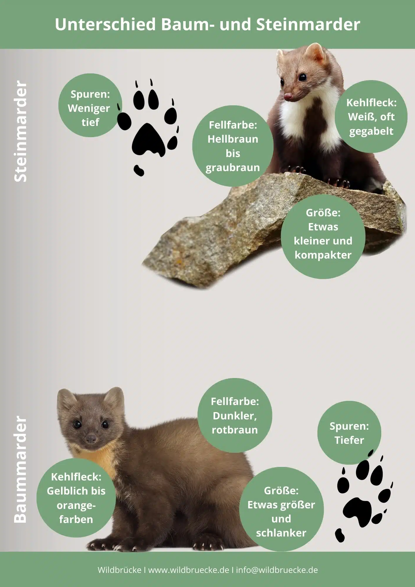 Unterschied Baummarder und Steinmarder - Wildtiere in Deutschland